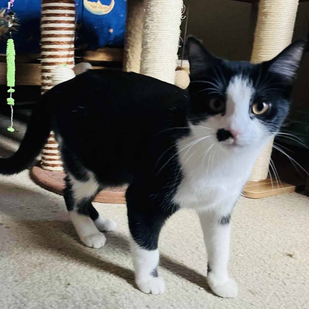 Cookie, a Adoptable Domestic Short Hair in Joliet, IL image 3/6