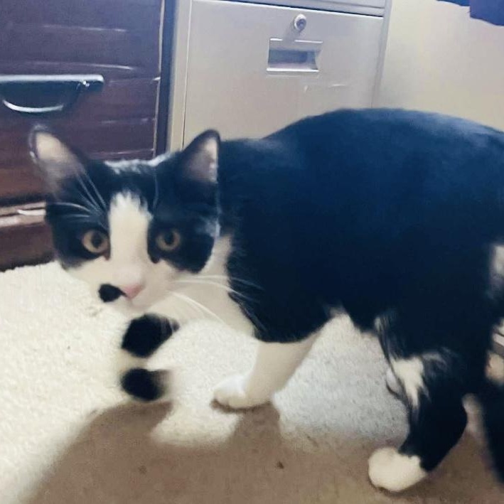 Cookie, a Adoptable Domestic Short Hair in Joliet, IL image 6/6