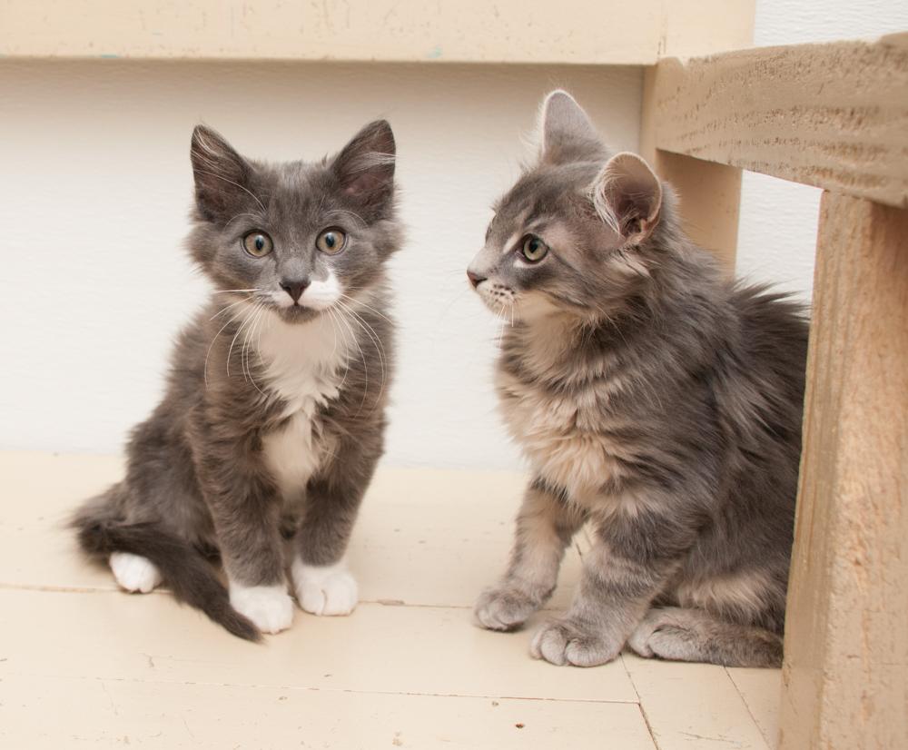 Jimmy (gets adopted with Paul), a Adoptable Tabby in Westminster, CO image 4/5