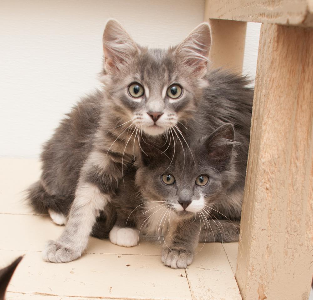 Jimmy (gets adopted with Paul), a Adoptable Tabby in Westminster, CO image 5/5