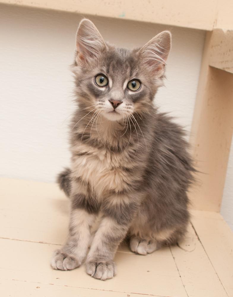 Jimmy (gets adopted with Paul), a Adoptable Tabby in Westminster, CO image 2/5