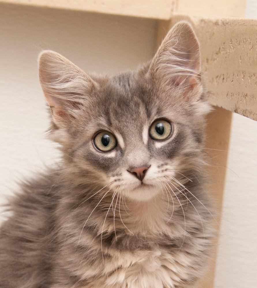 Jimmy (gets adopted with Paul), a Adoptable Tabby in Westminster, CO image 1/5