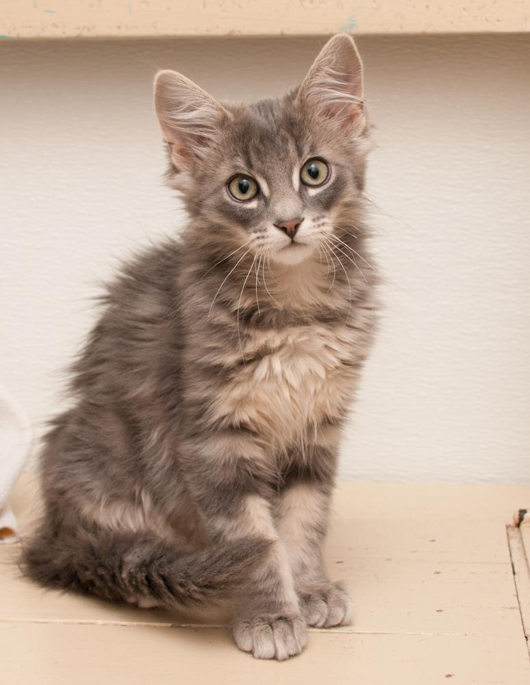Jimmy (gets adopted with Paul), a Adoptable Tabby in Westminster, CO image 3/5