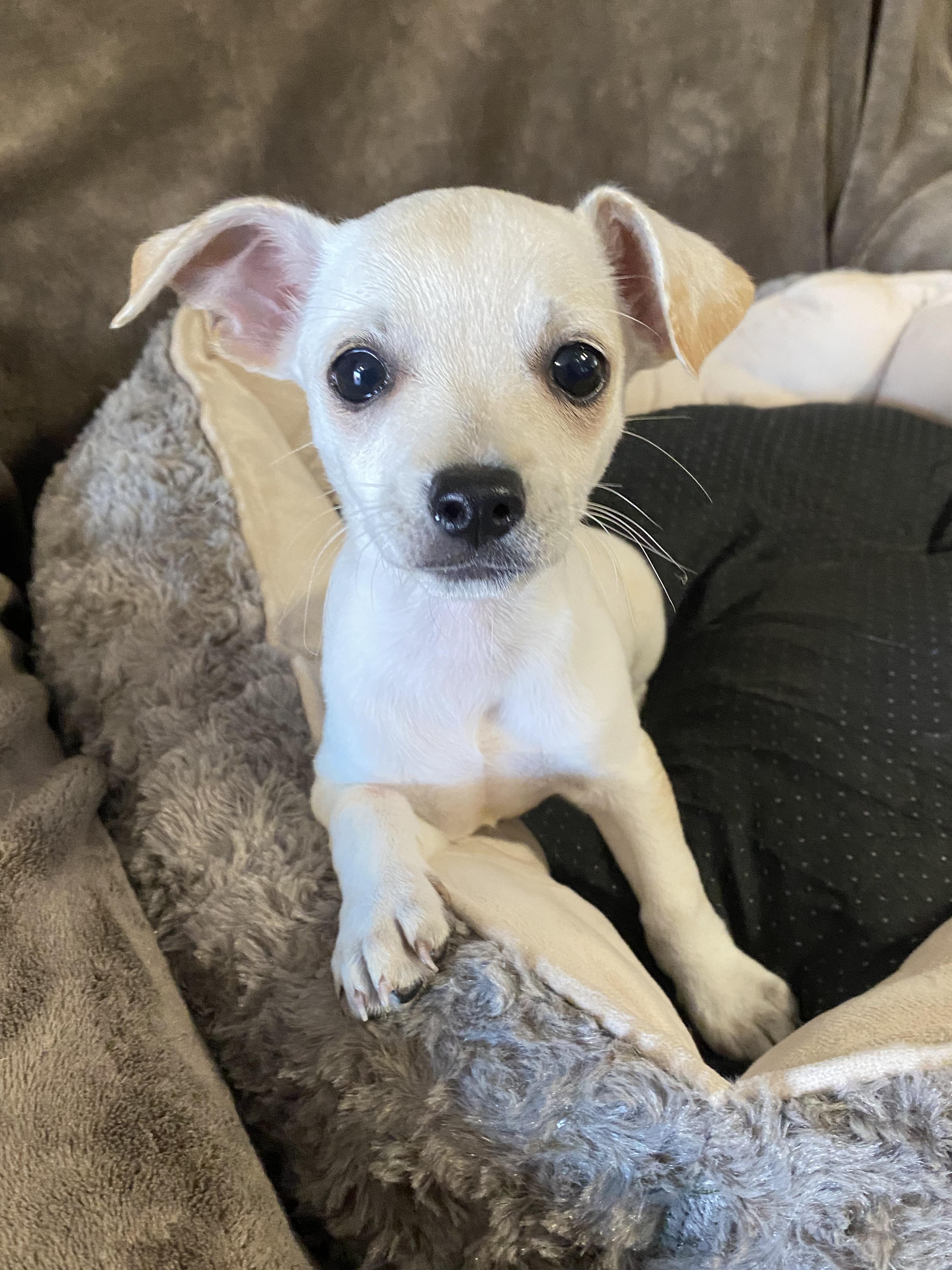 Earth, ADOPTABLE, Puppy Female Chihuahua.