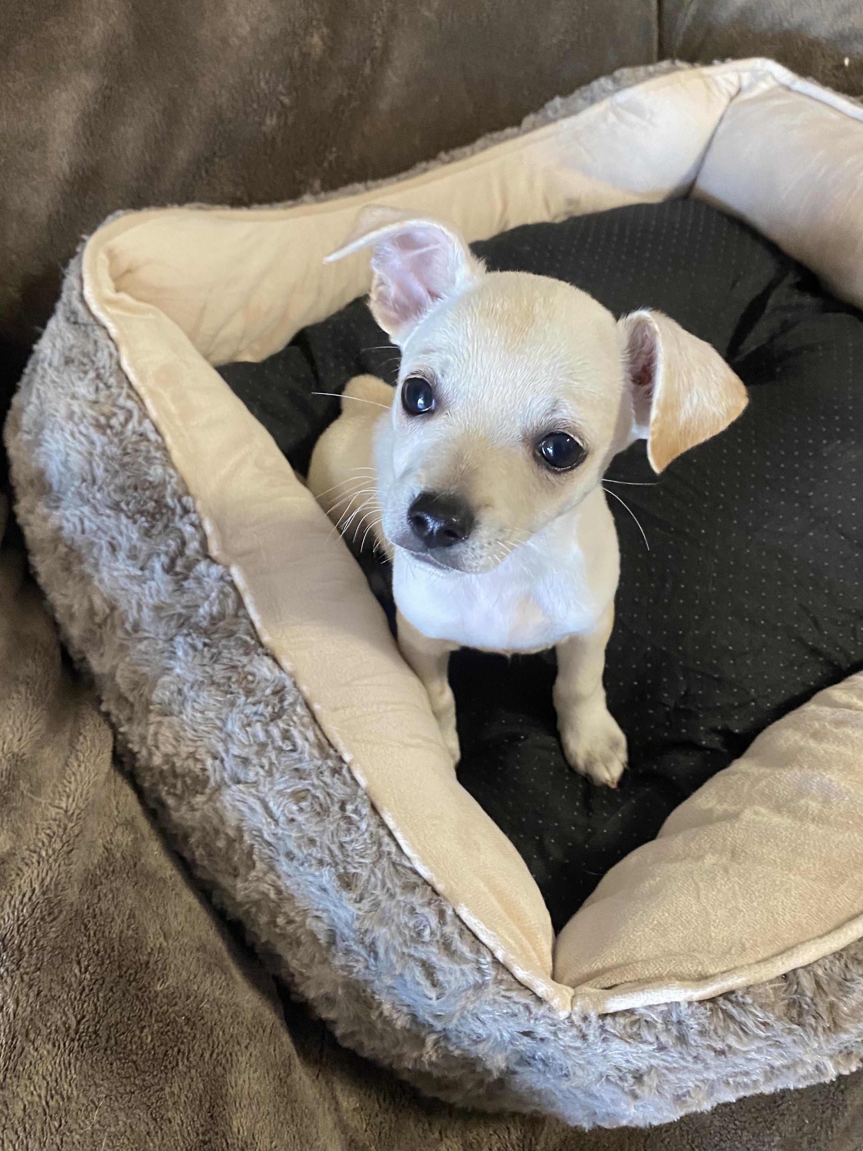 Earth, a ADOPTABLE mixed breed in Oakland, CA image 5/6