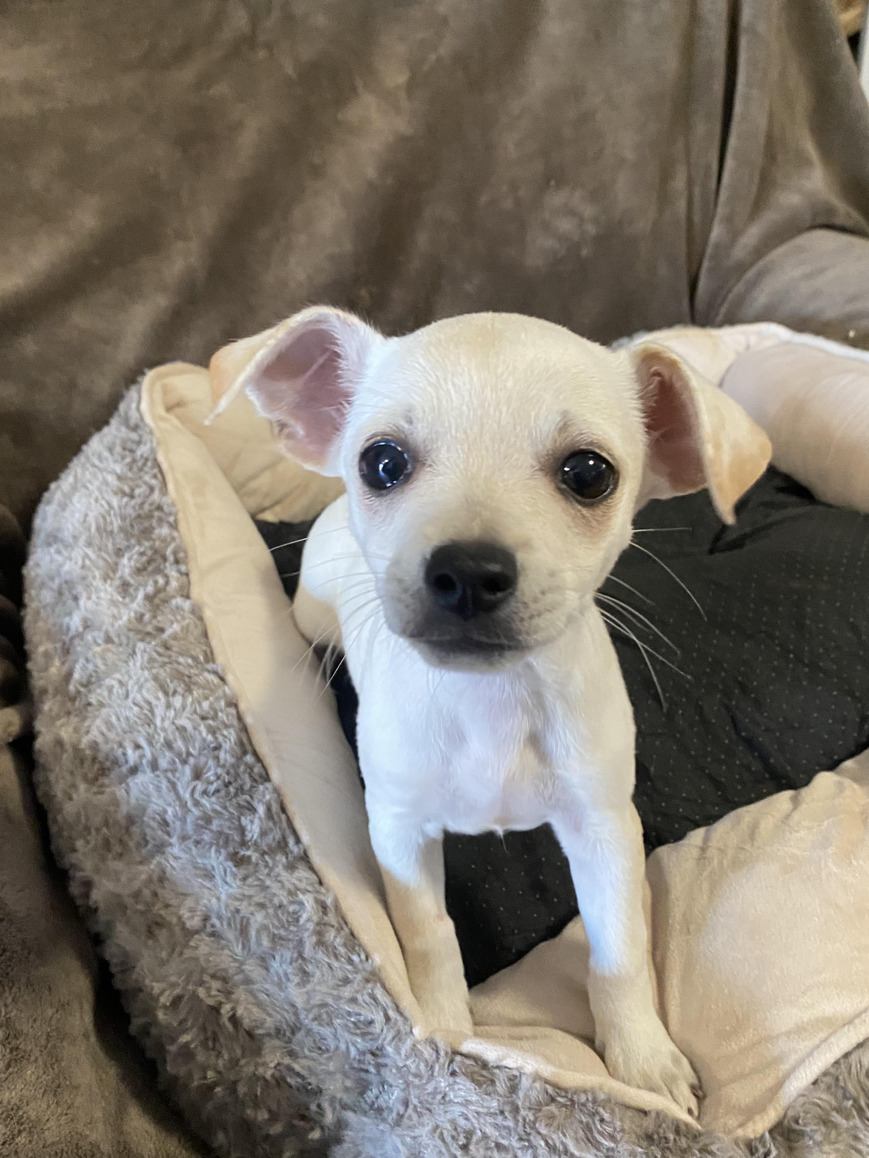Earth, a ADOPTABLE mixed breed in Oakland, CA image 2/6