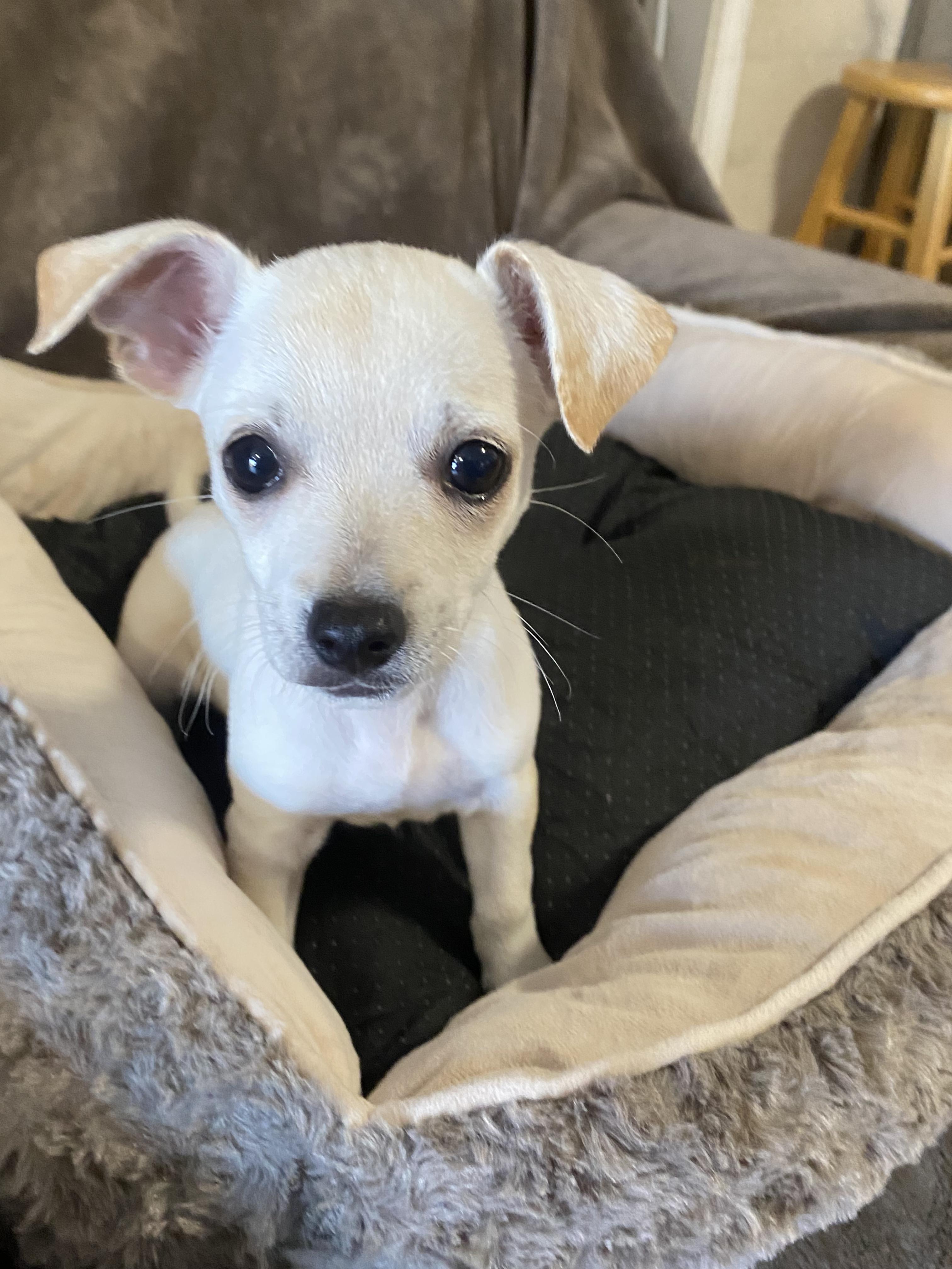 Earth, a ADOPTABLE mixed breed in Oakland, CA image 3/6
