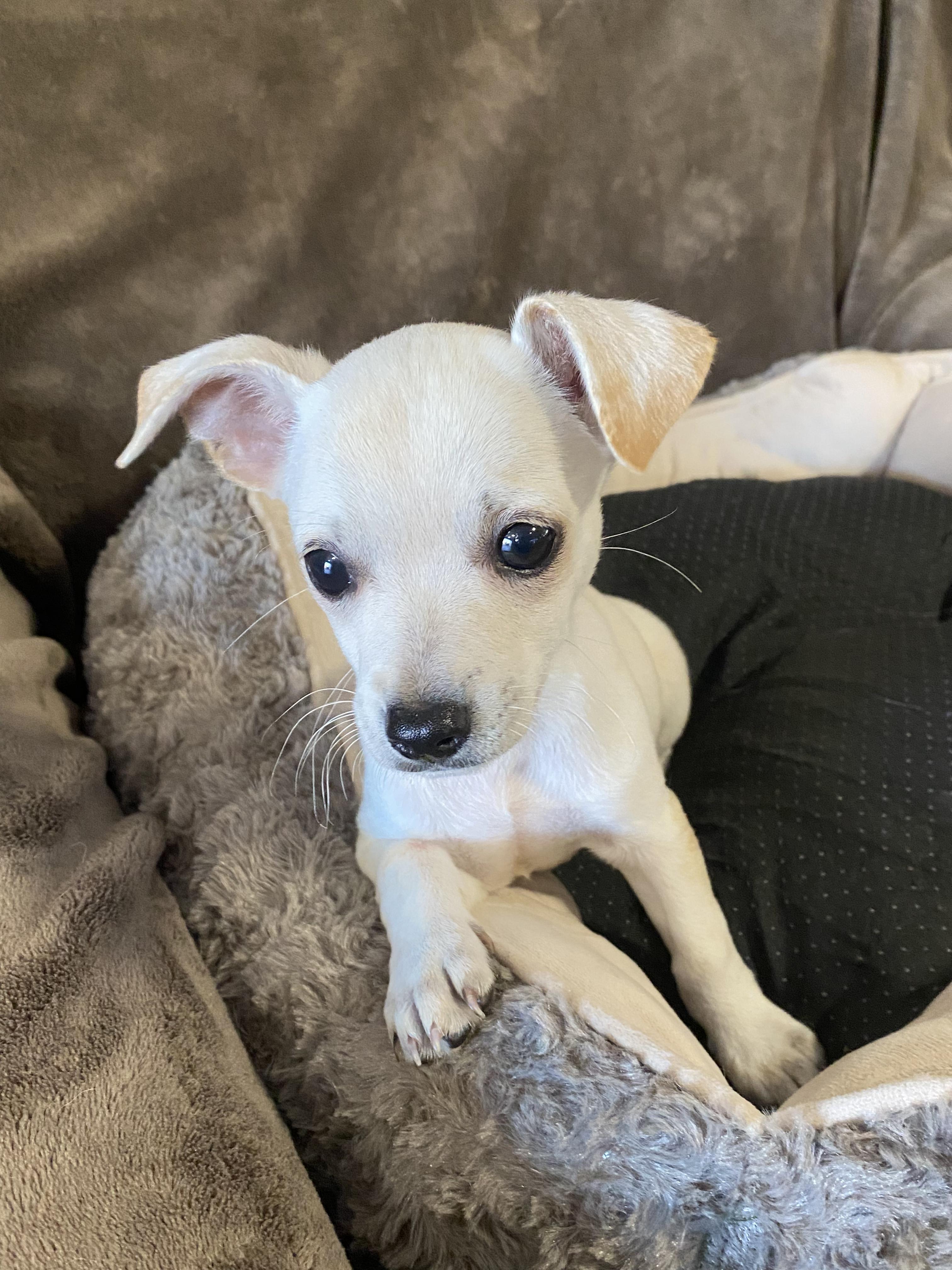 Earth, a ADOPTABLE mixed breed in Oakland, CA image 4/6