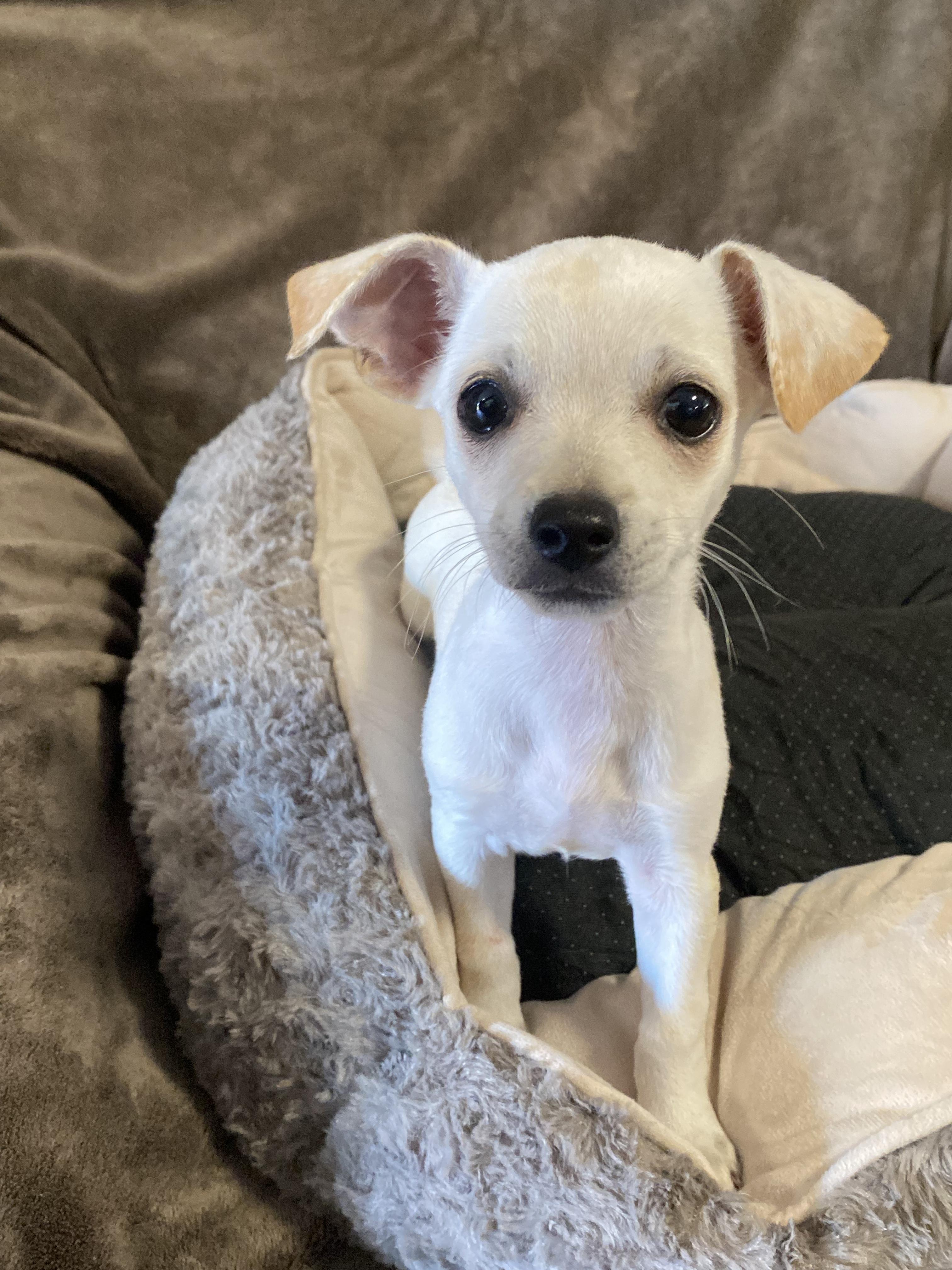 Earth, a ADOPTABLE mixed breed in Oakland, CA image 6/6