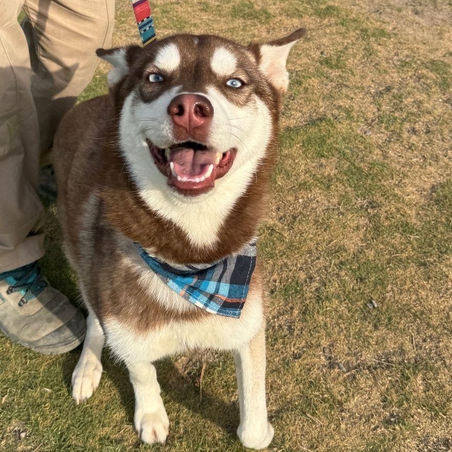 Friendly Eden from Kuwait, Adult Male Siberian Husky