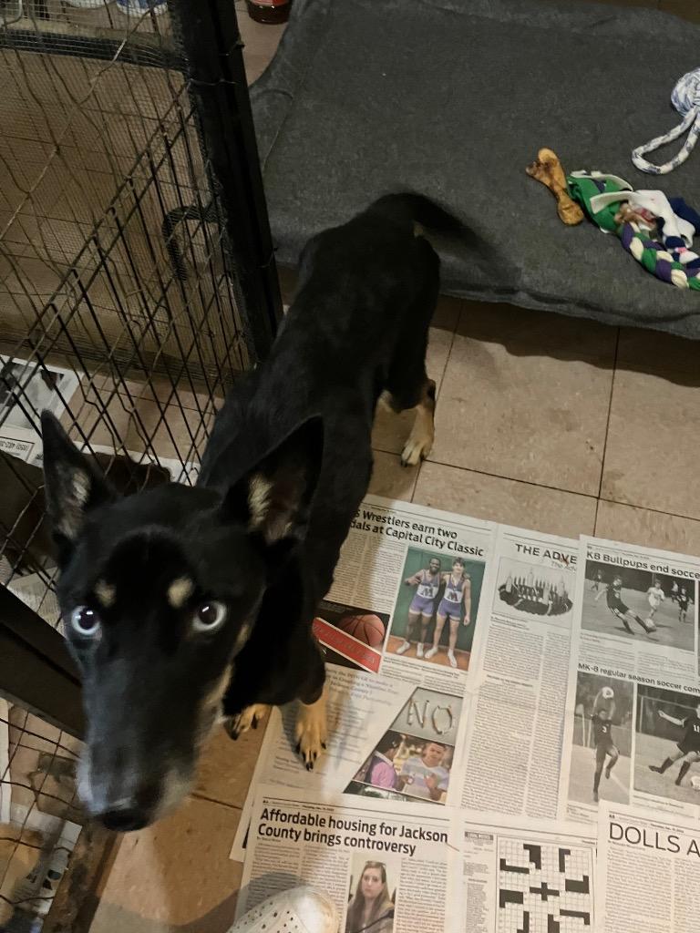 Enlarge TOOTSIE, a Adoptable Husky in Marianna, FL image 1/1