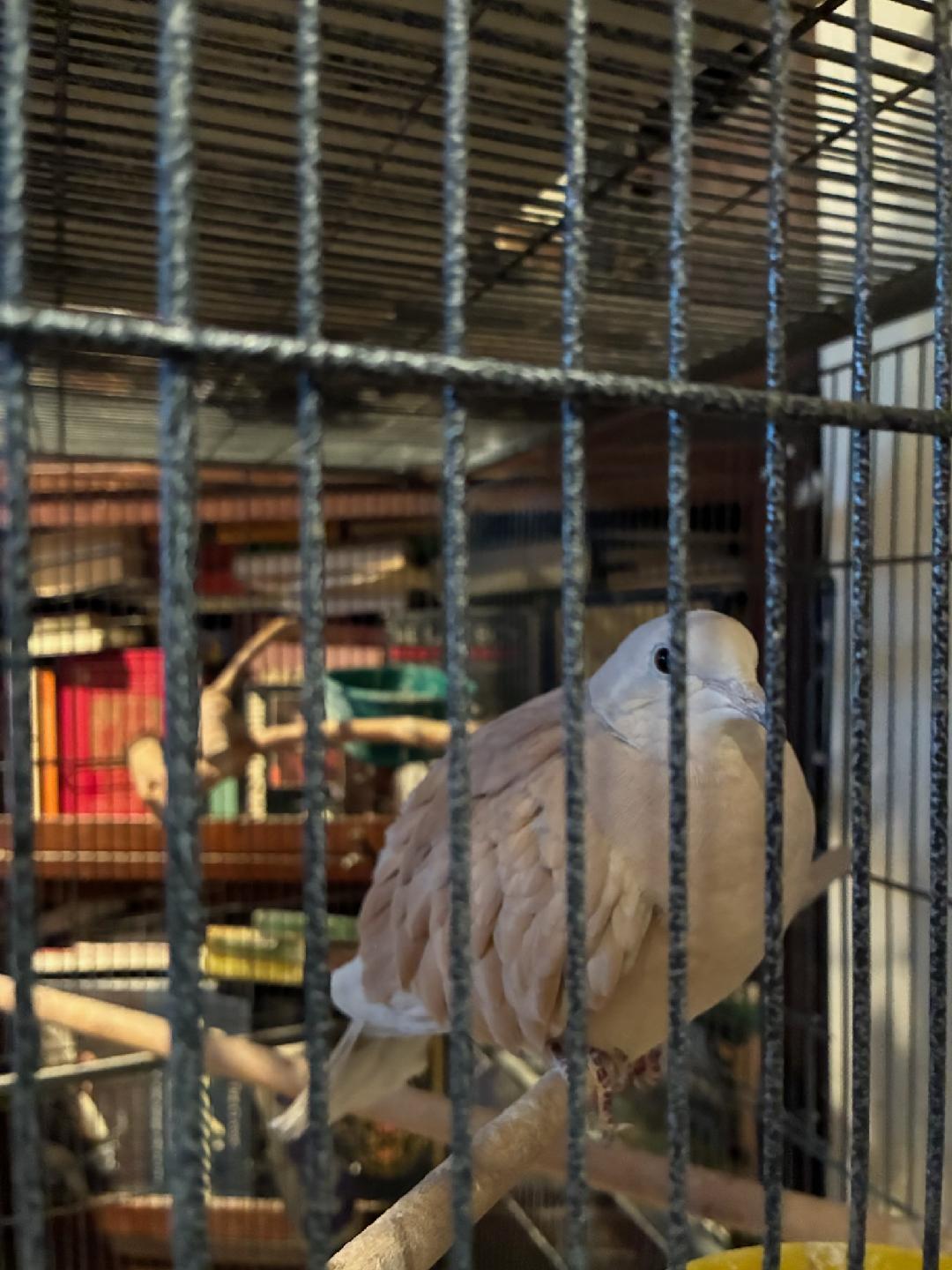Zoey, ADOPTABLE, Adult Unknown Dove & Pigeon.
