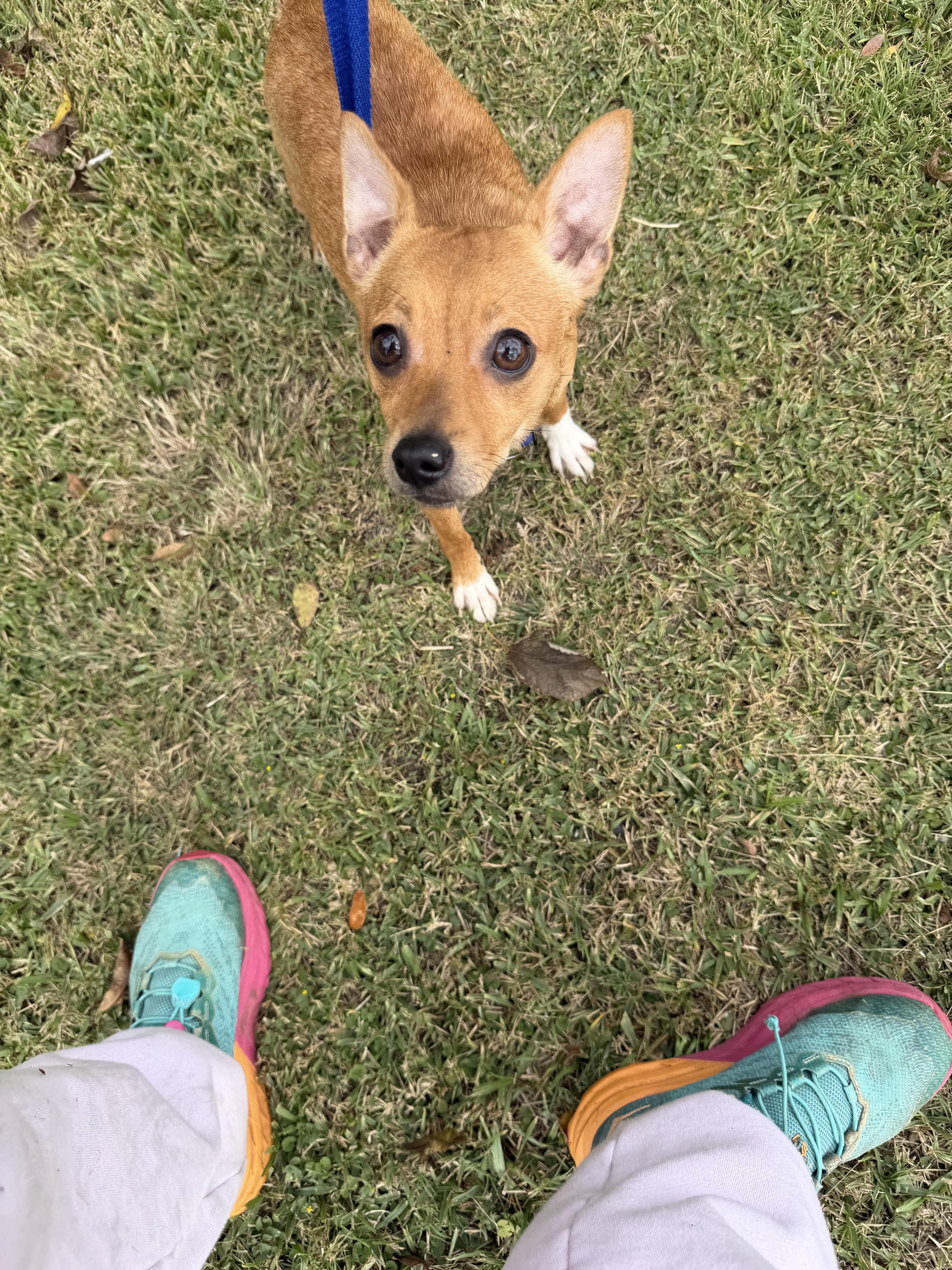 Bear, Adoptable, Adult Male Chihuahua.