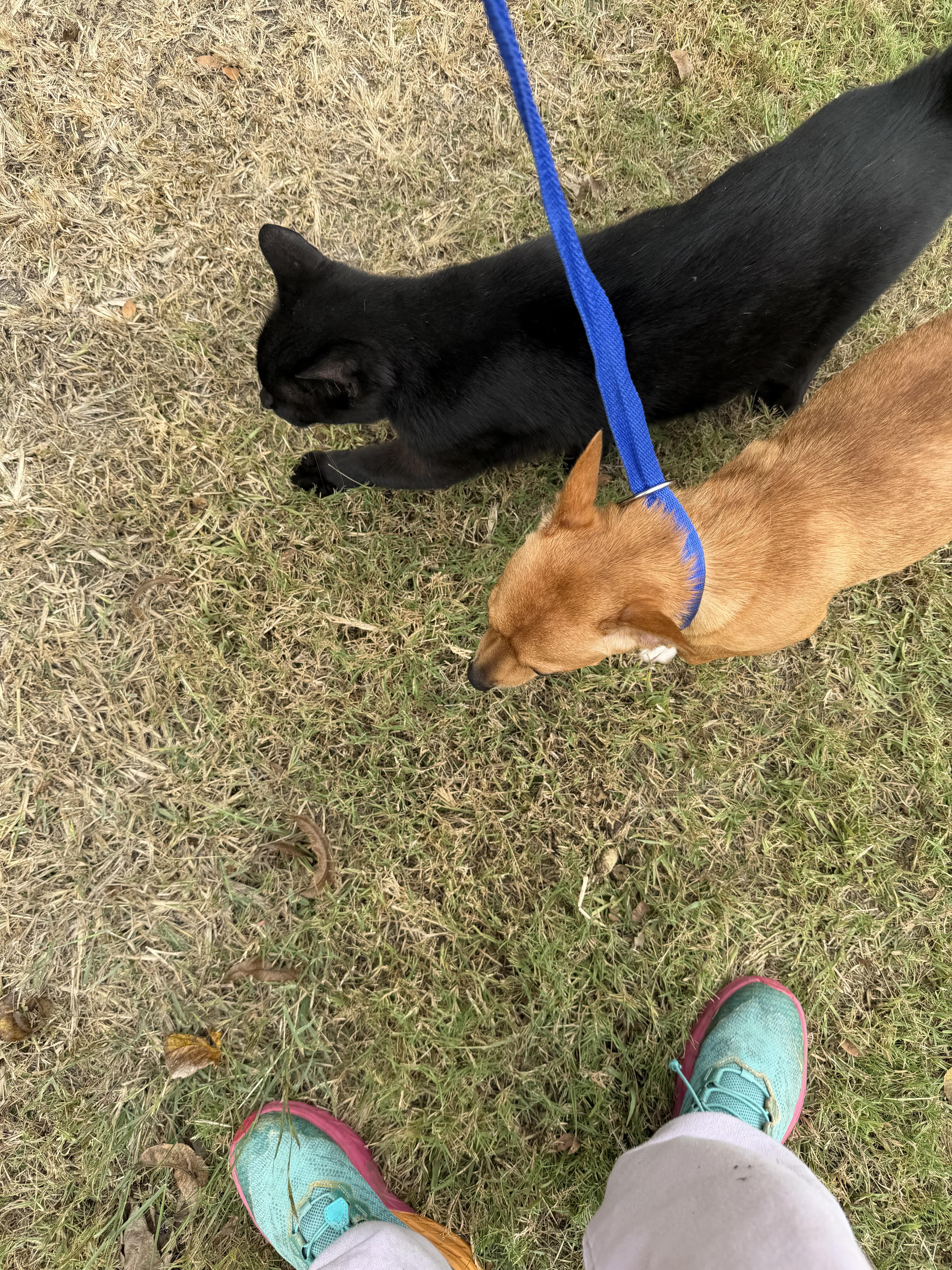 Bear, a Adoptable mixed breed in Westerly, RI image 2/4