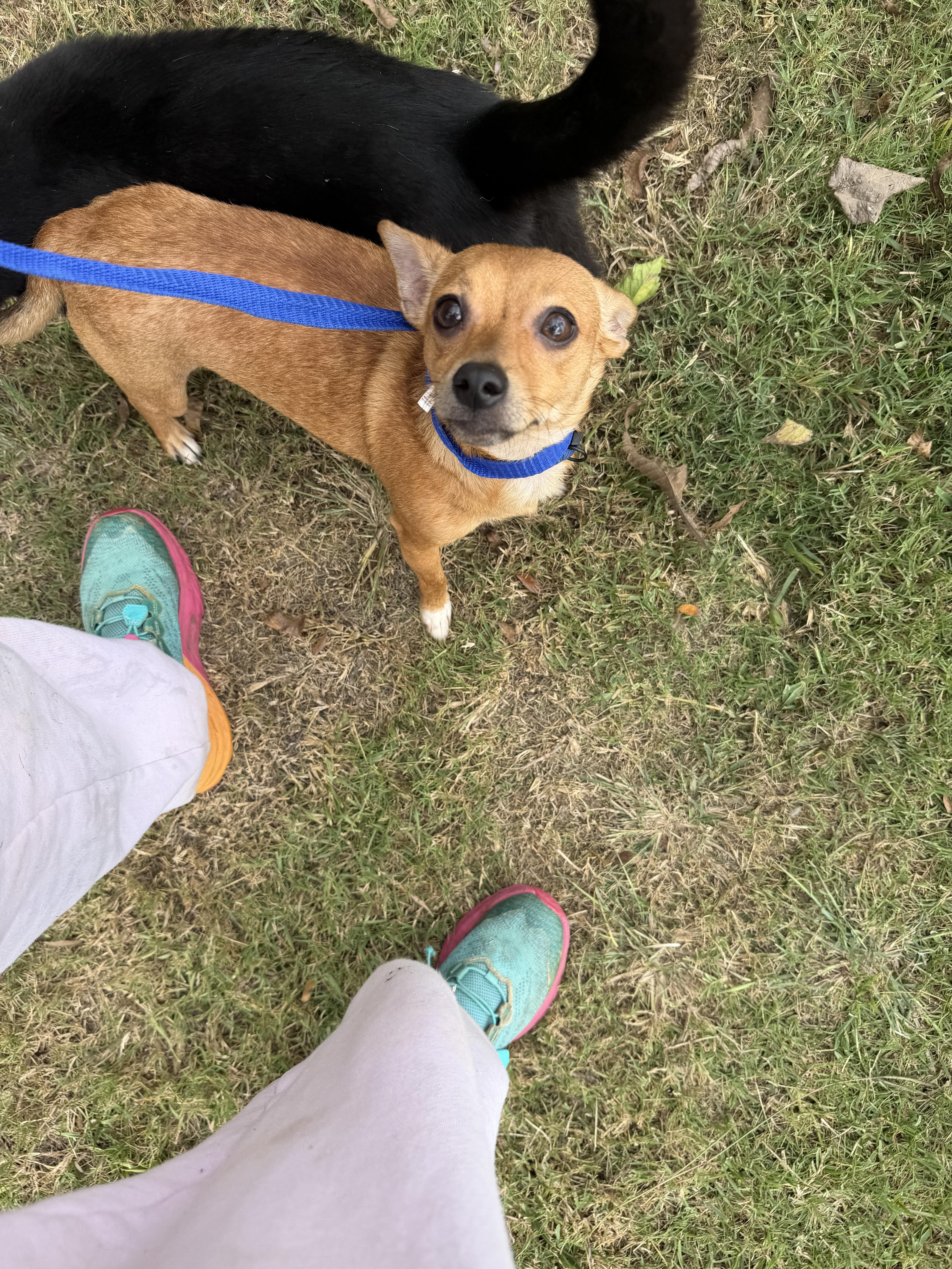 Bear, a Adoptable mixed breed in Westerly, RI image 3/4