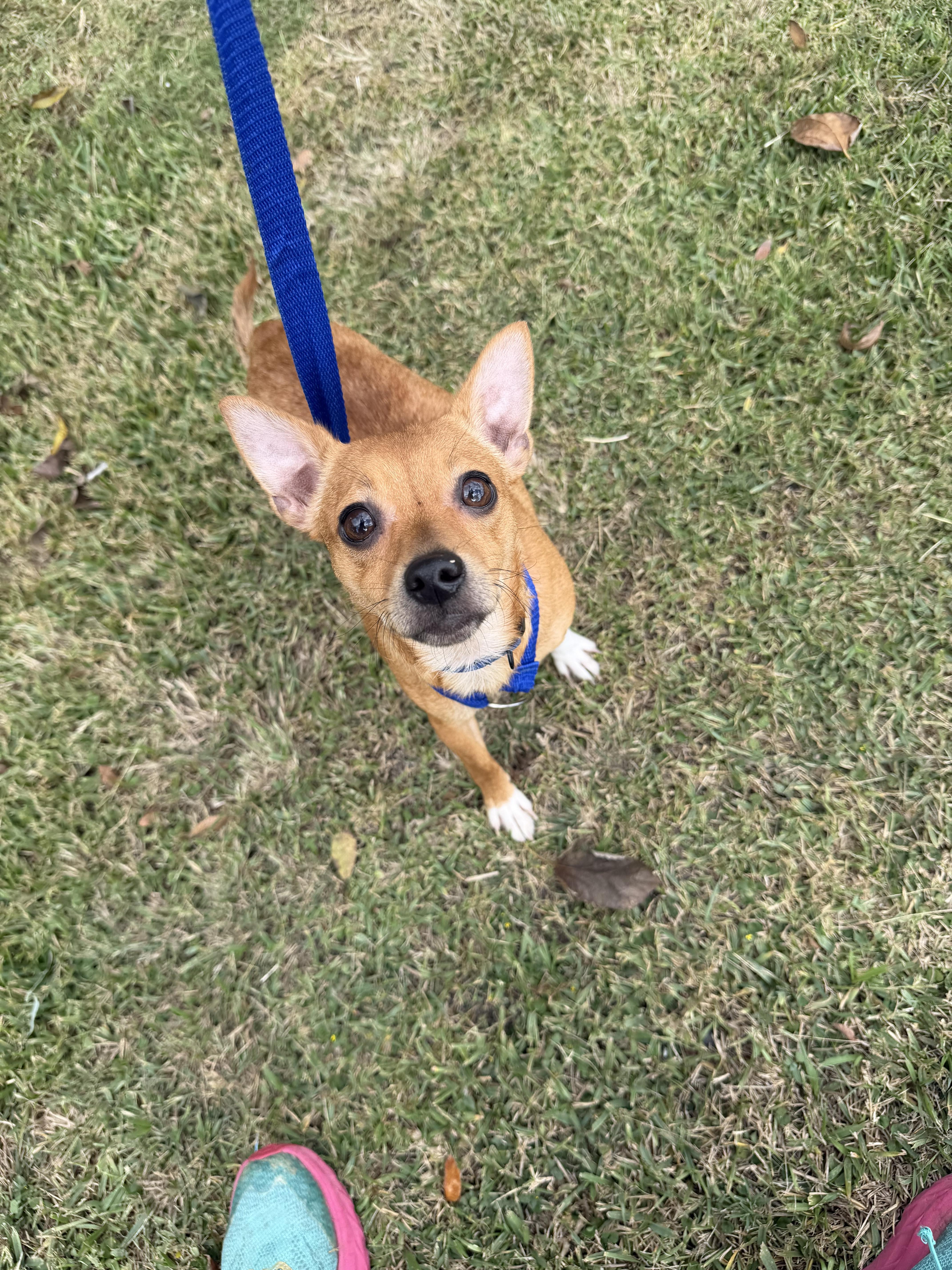 Bear, a Adoptable mixed breed in Westerly, RI image 4/4