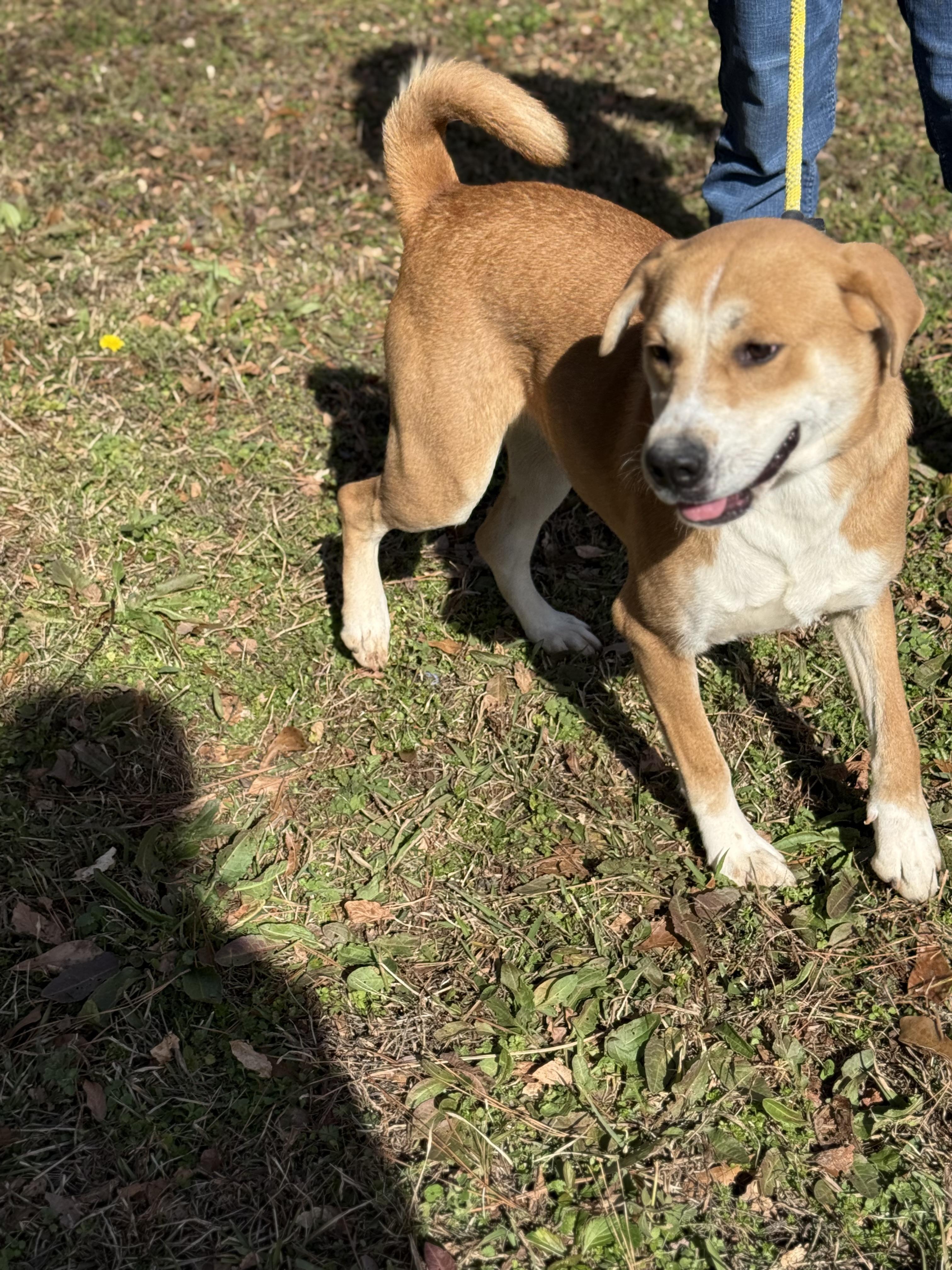 Enlarge RAVEN, a ADOPTABLE mixed breed in Newborn, GA image 3/6