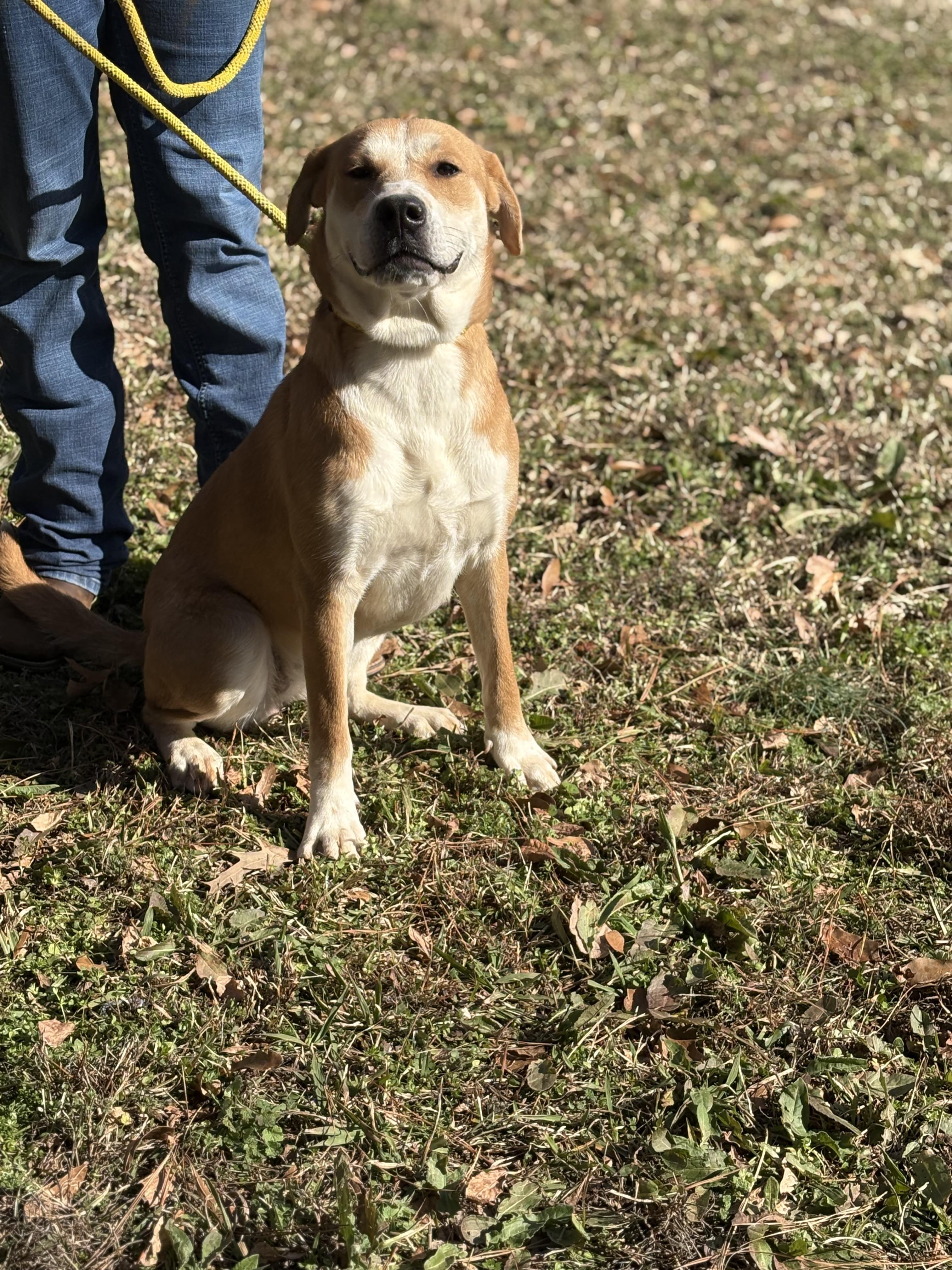 Enlarge RAVEN, a ADOPTABLE mixed breed in Newborn, GA image 5/6
