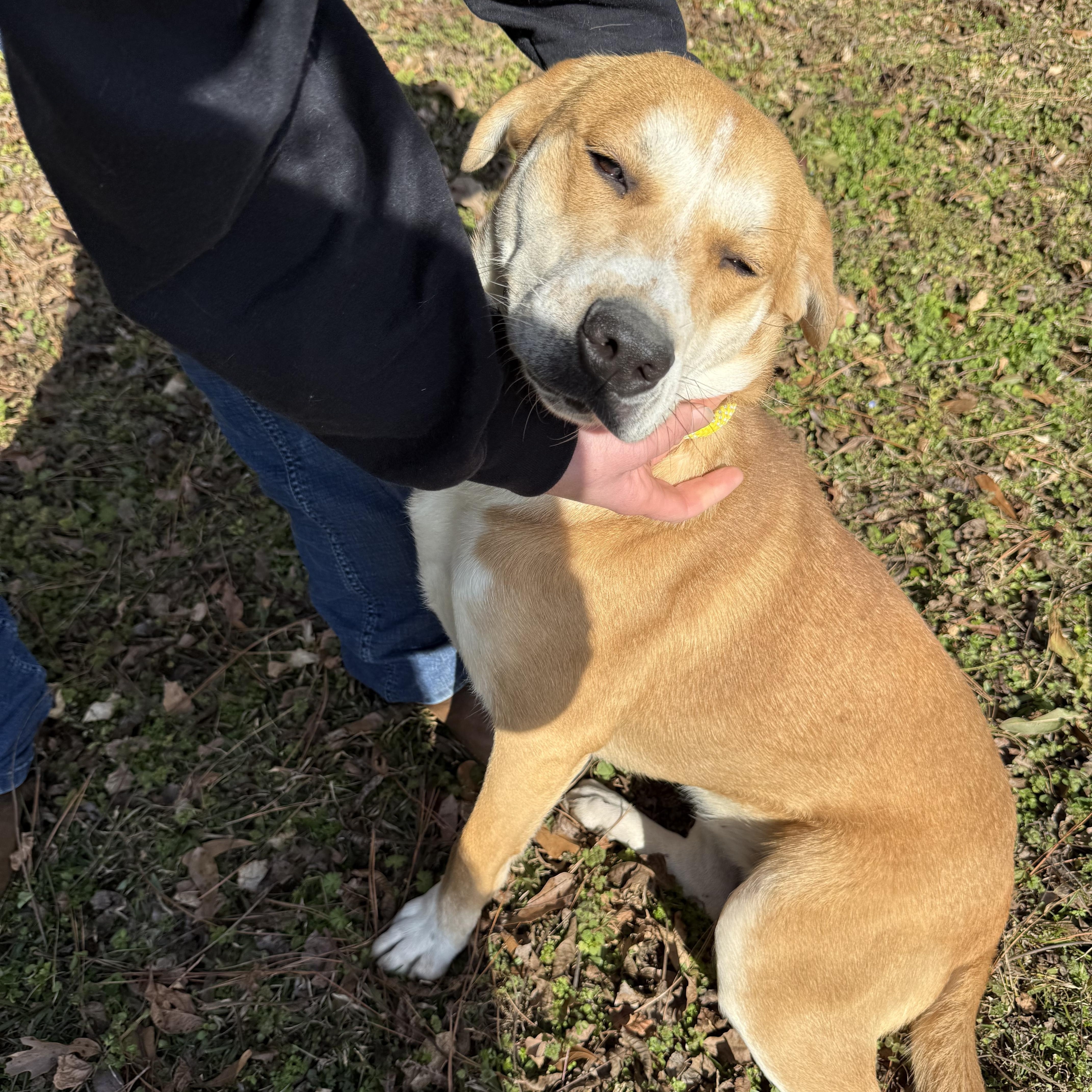 Enlarge RAVEN, a ADOPTABLE mixed breed in Newborn, GA image 2/6