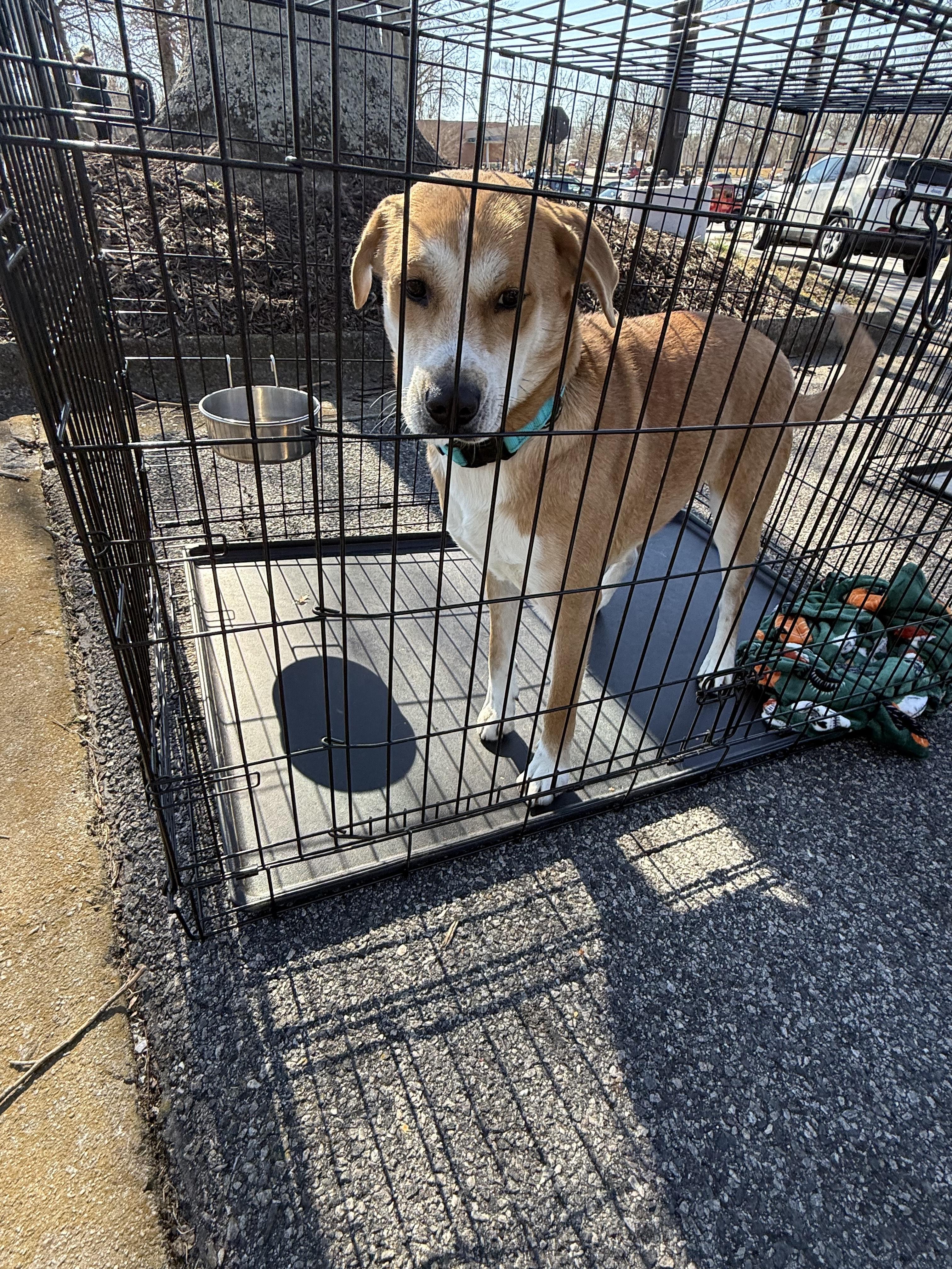 Enlarge RAVEN, a ADOPTABLE mixed breed in Newborn, GA image 6/6