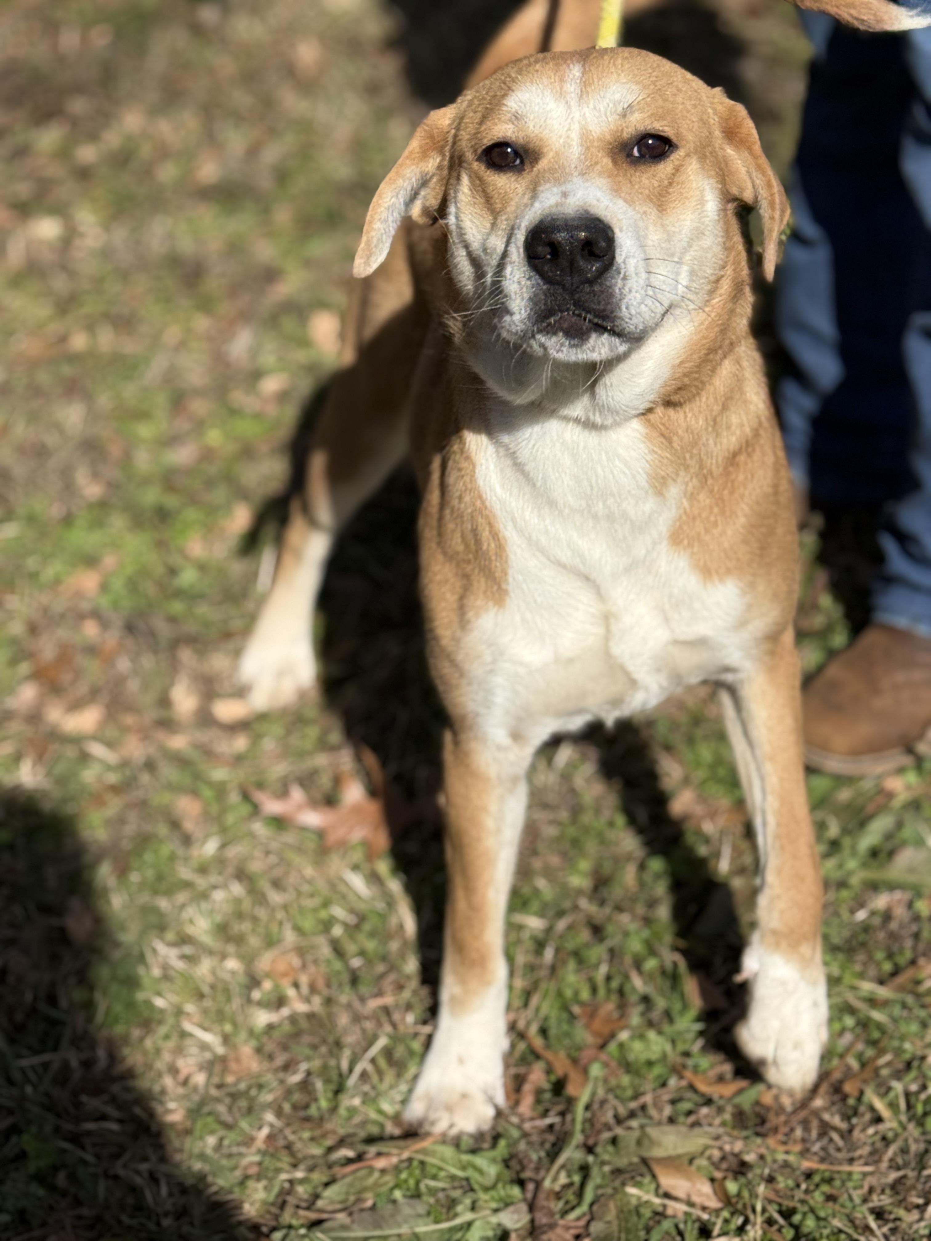 Enlarge RAVEN, a ADOPTABLE mixed breed in Newborn, GA image 1/6