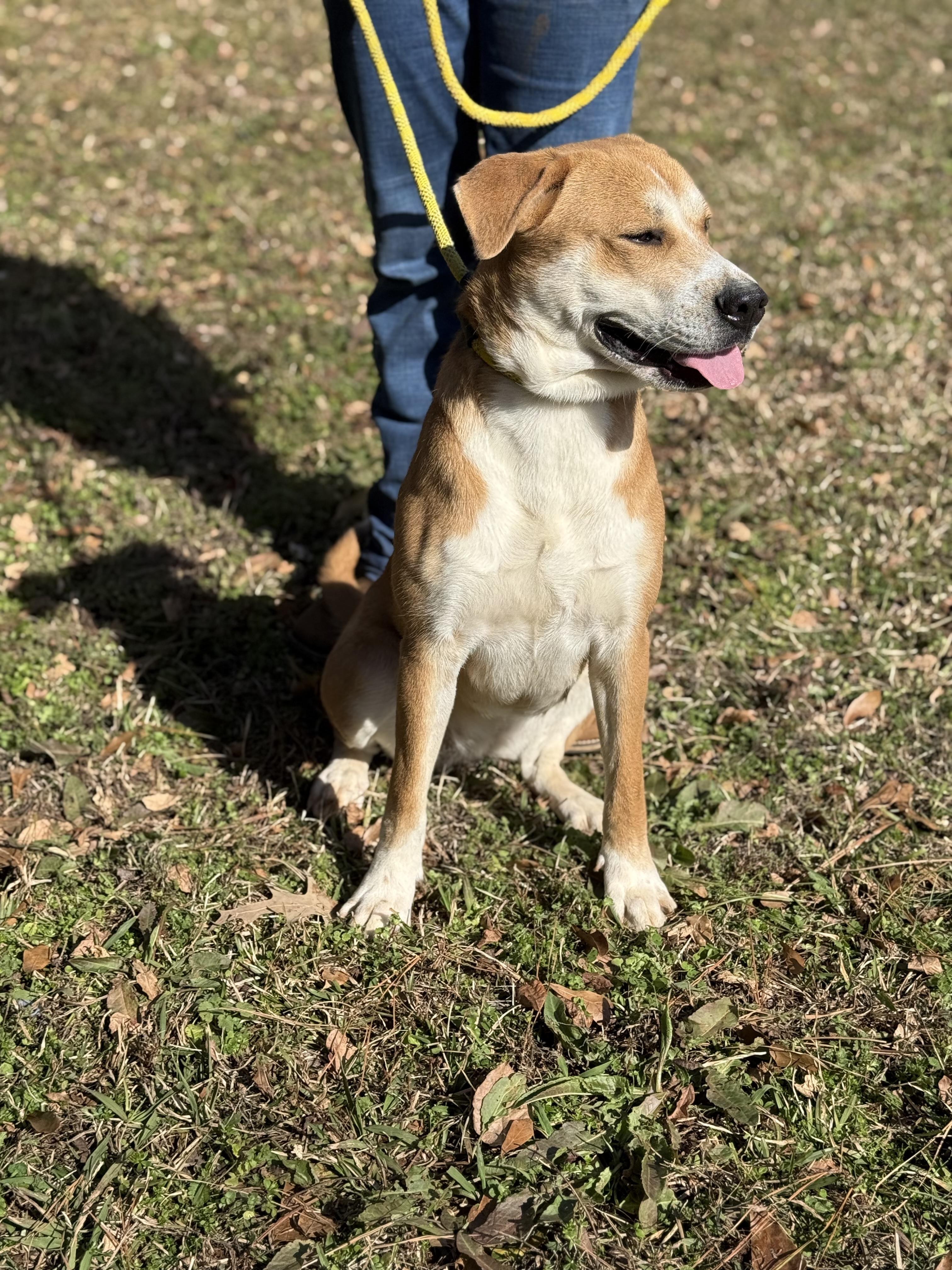 Enlarge RAVEN, a ADOPTABLE mixed breed in Newborn, GA image 4/6