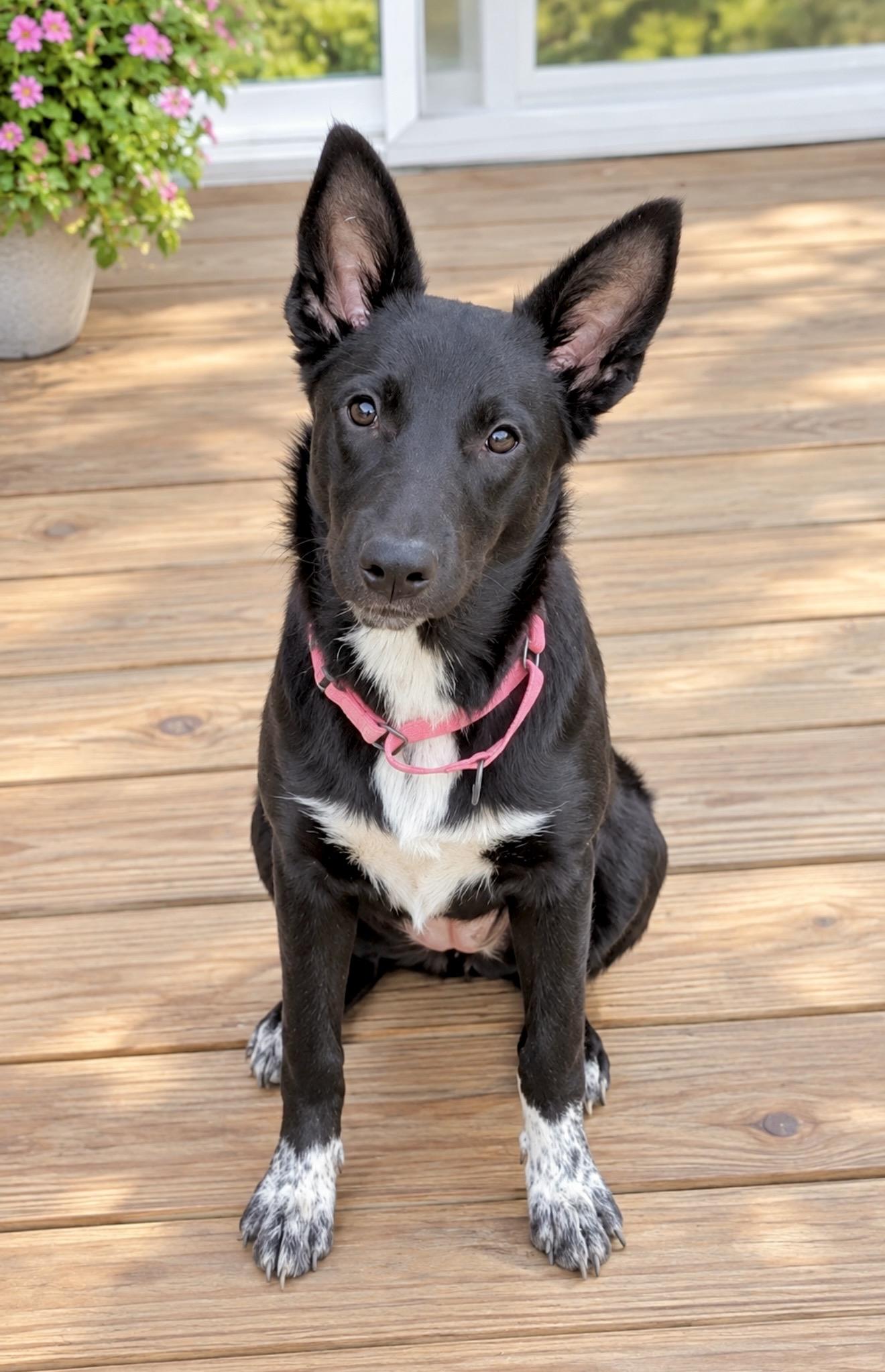 Shelby, Adoptable, Puppy Female Australian Cattle Dog / Blue Heeler.