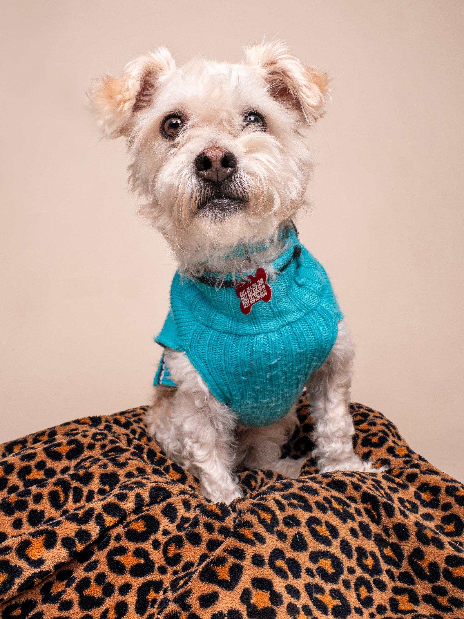 Enlarge Chevy, a Adopted mixed breed in Palo Alto, CA image 1/3