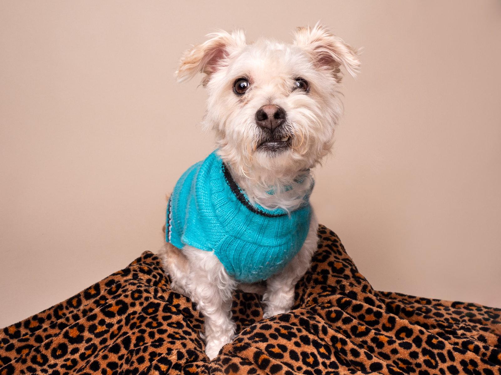 Enlarge Chevy, a Adopted mixed breed in Palo Alto, CA image 2/3