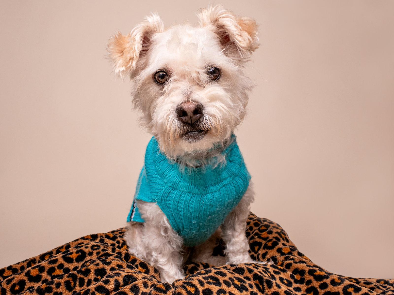 Enlarge Chevy, a Adopted mixed breed in Palo Alto, CA image 3/3