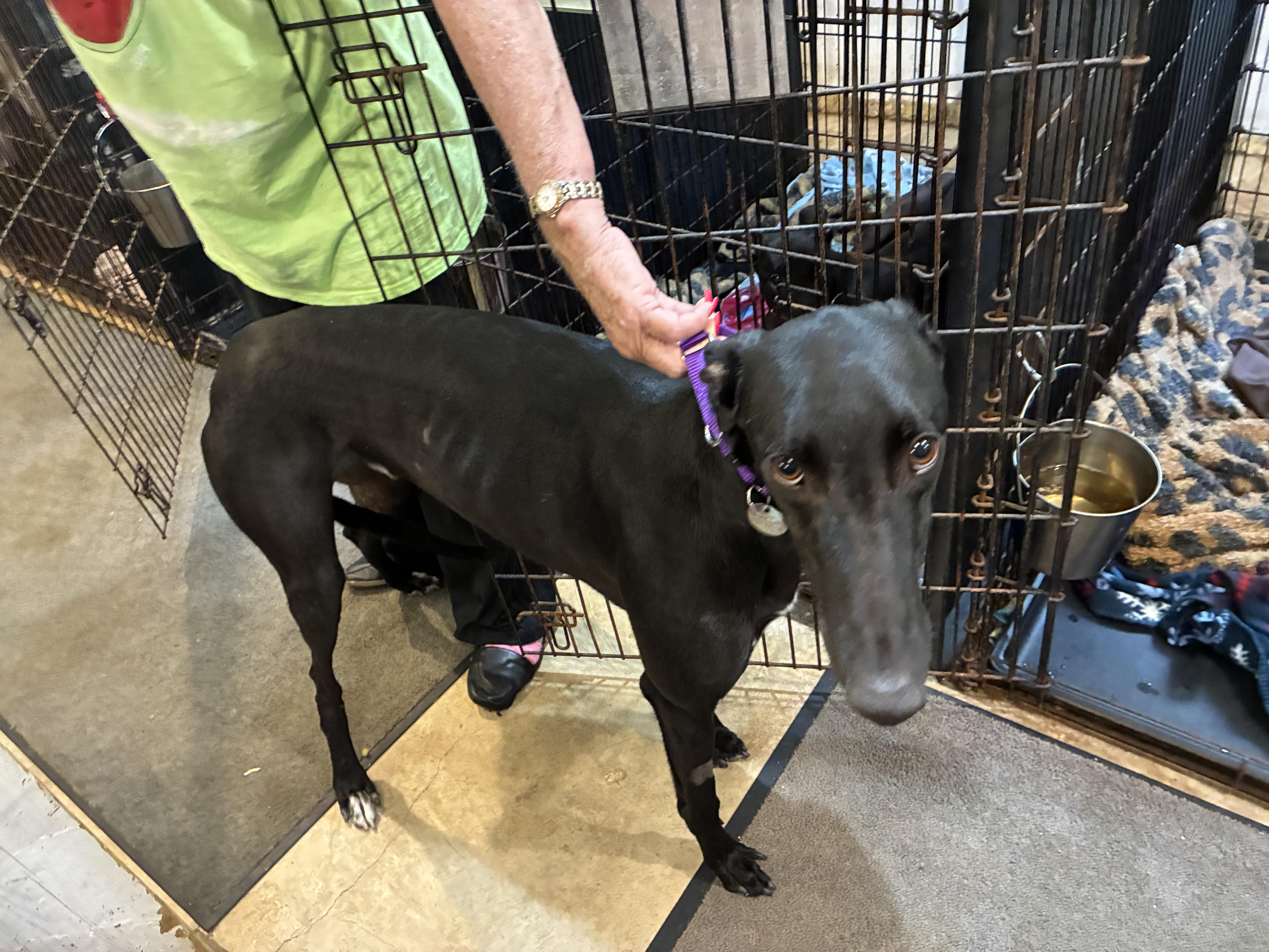 Island Creek "Skippy", an adopted Greyhound in Chagrin Falls, OH image 1/6