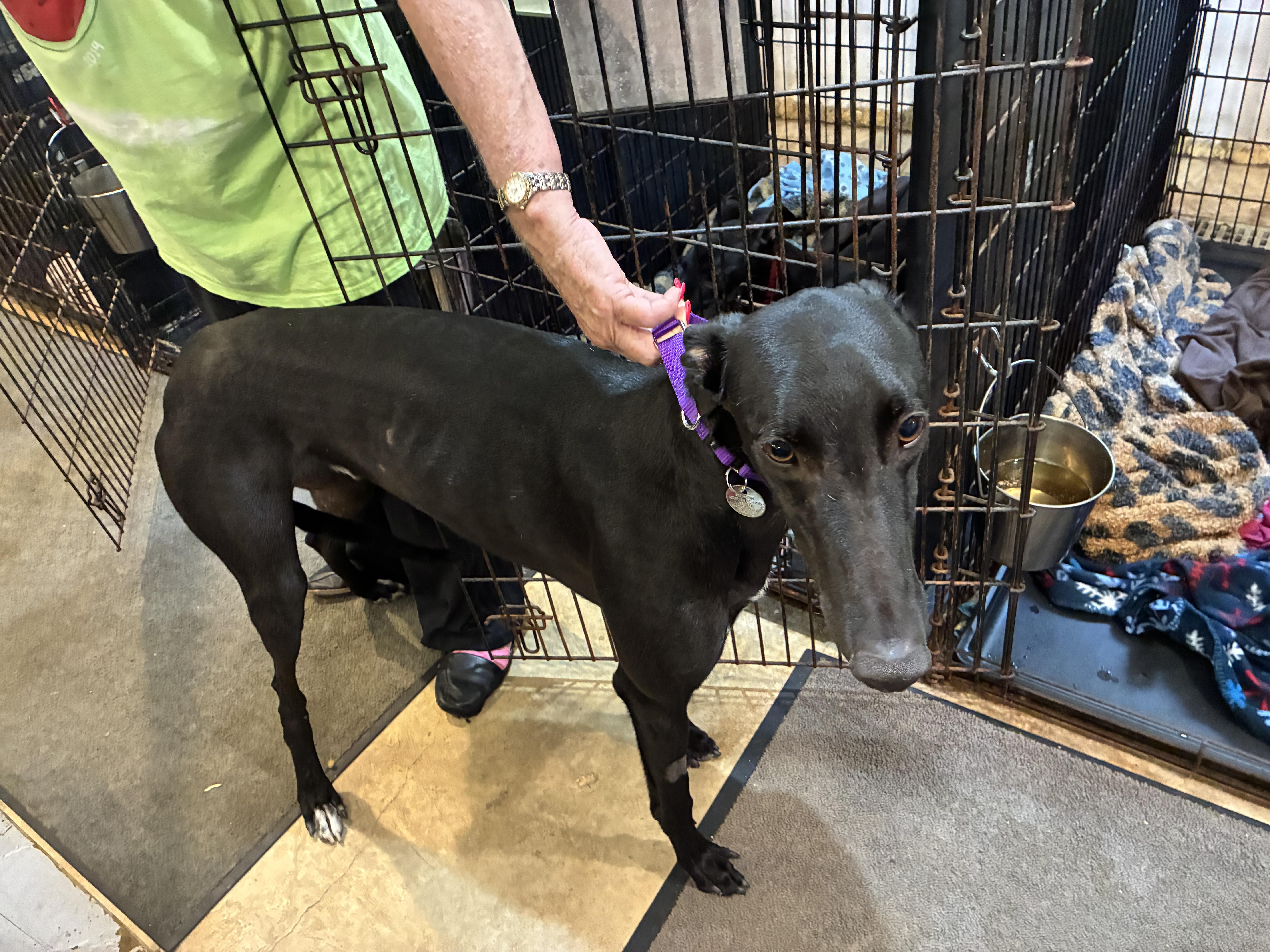 Island Creek "Skippy", an adopted Greyhound in Chagrin Falls, OH image 6/6