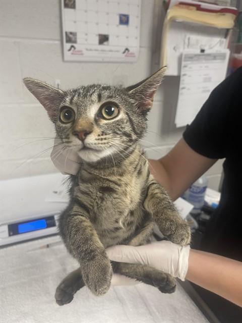 SANPELLEGRINO, Adoptable, Kitten Female Domestic Short Hair.