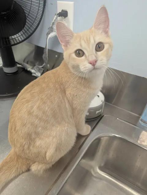 Enlarge Charlie, a Adopted Domestic Short Hair in Brooks, AB image 3/5