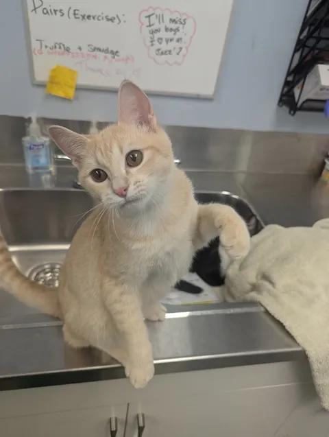 Enlarge Charlie, a Adopted Domestic Short Hair in Brooks, AB image 2/5