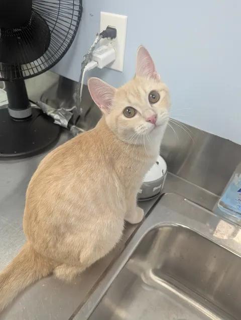 Enlarge Charlie, a Adopted Domestic Short Hair in Brooks, AB image 4/5