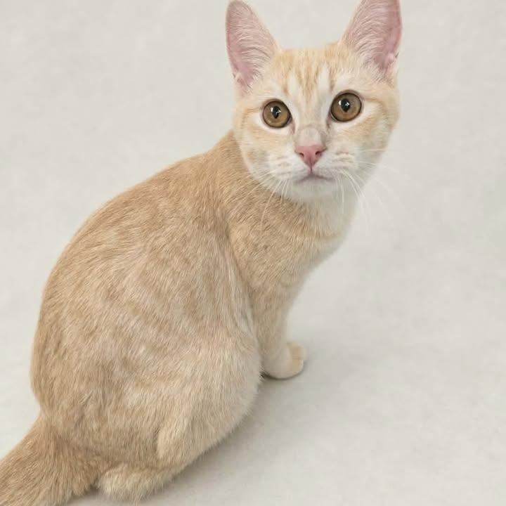 Charlie, Adopted, Young Male Domestic Short Hair.