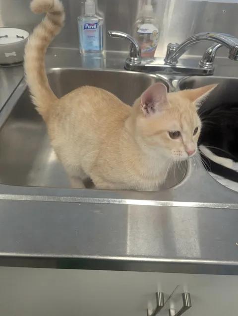 Enlarge Charlie, a Adopted Domestic Short Hair in Brooks, AB image 5/5