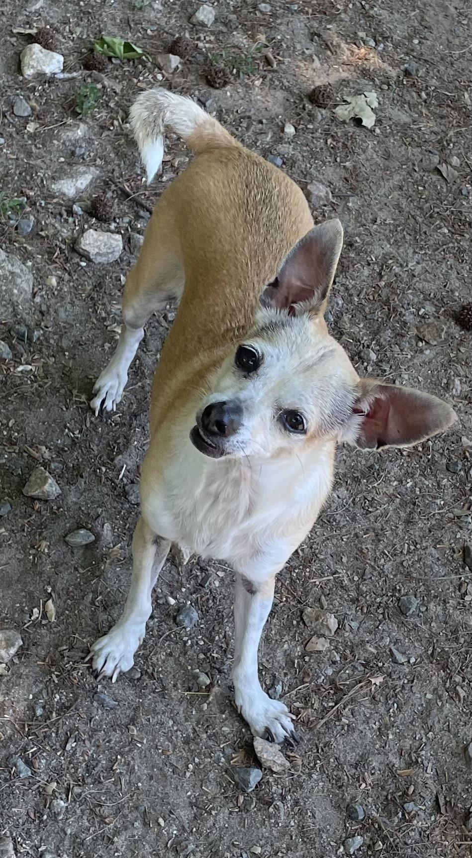 Enlarge Daisy Duke, a ADOPTABLE mixed breed in Heathsville, VA image 4/5