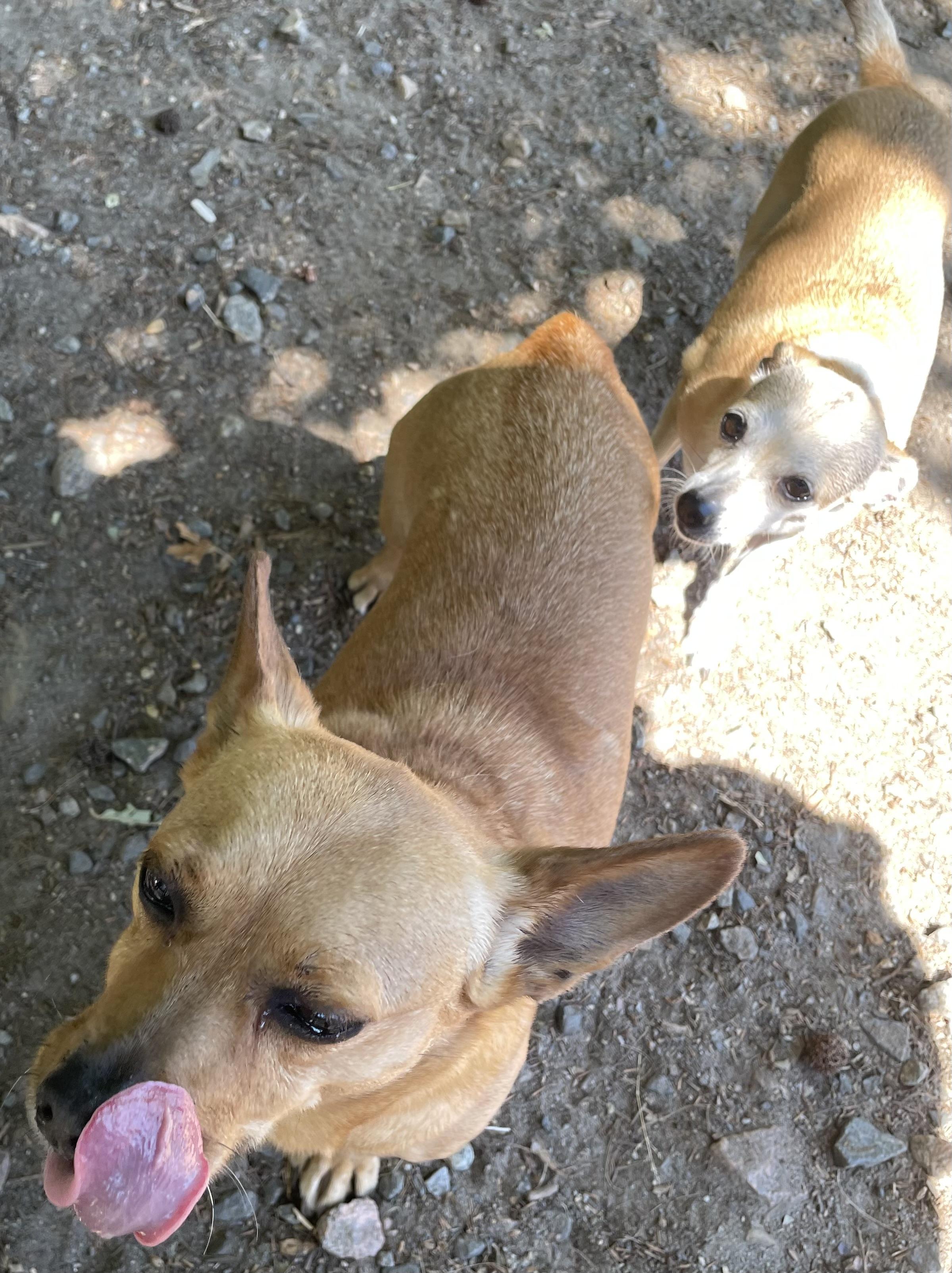 Enlarge Daisy Duke, a ADOPTABLE mixed breed in Heathsville, VA image 5/5