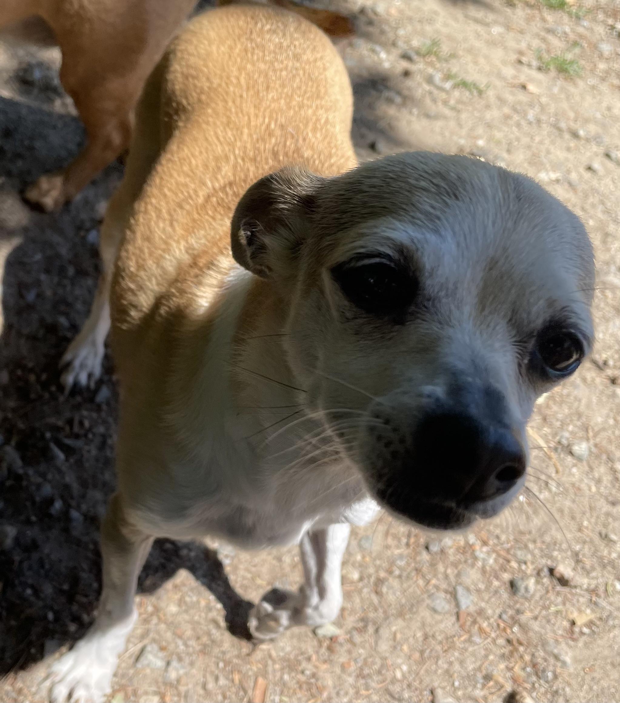 Enlarge Daisy Duke, a ADOPTABLE mixed breed in Heathsville, VA image 2/5