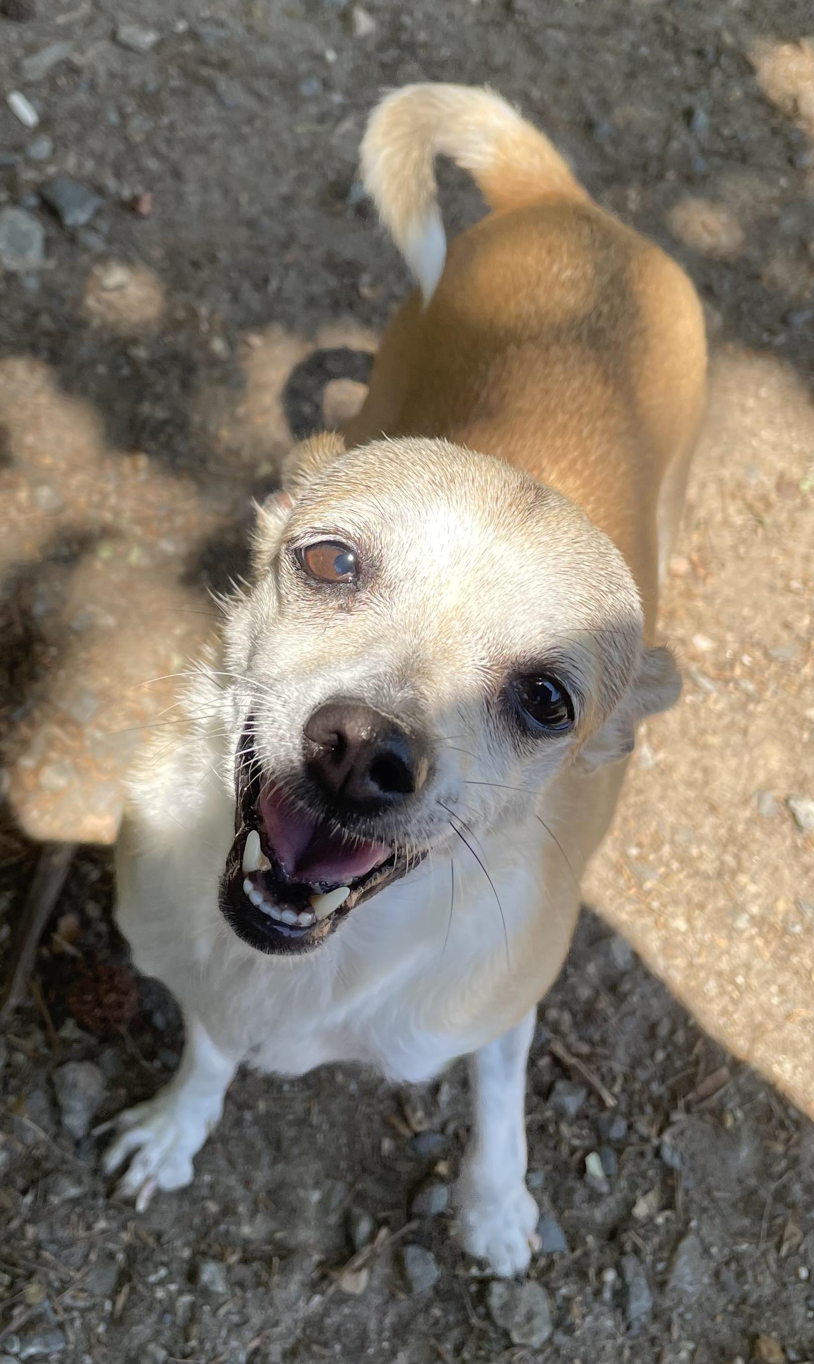 Daisy Duke, ADOPTABLE, Adult Female Chihuahua & Mixed Breed.
