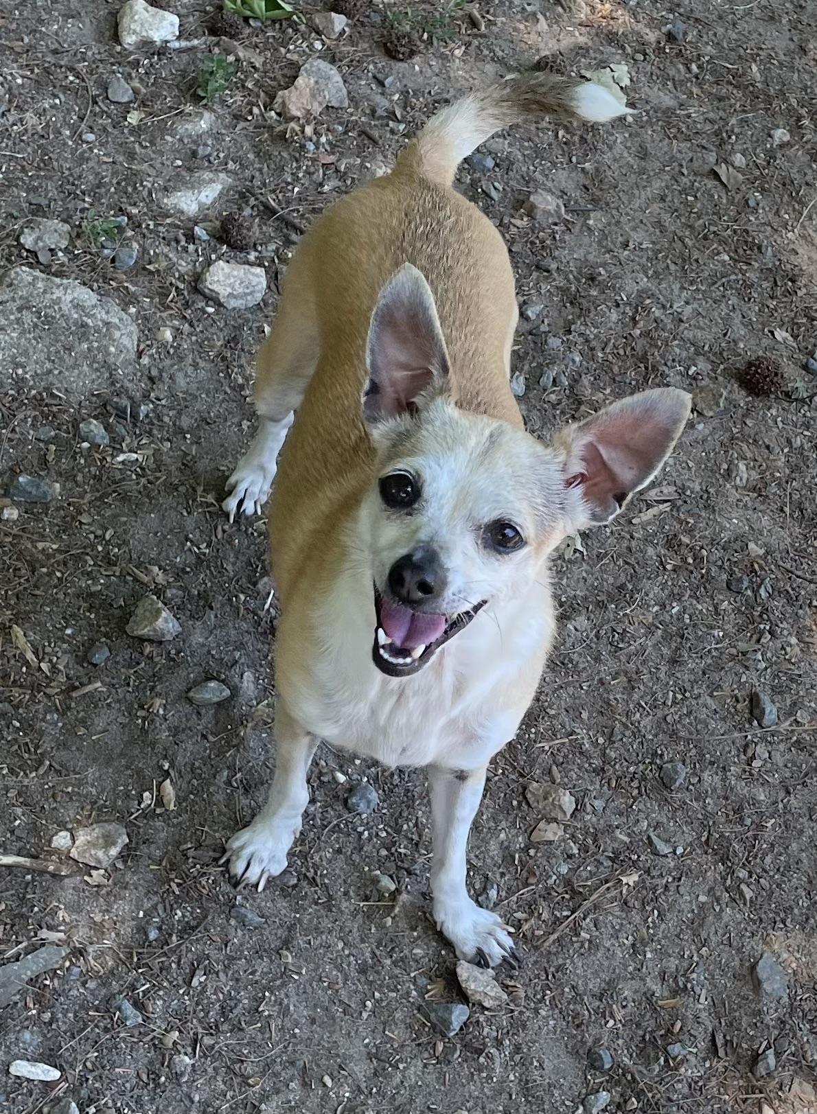 Enlarge Daisy Duke, a ADOPTABLE mixed breed in Heathsville, VA image 3/5