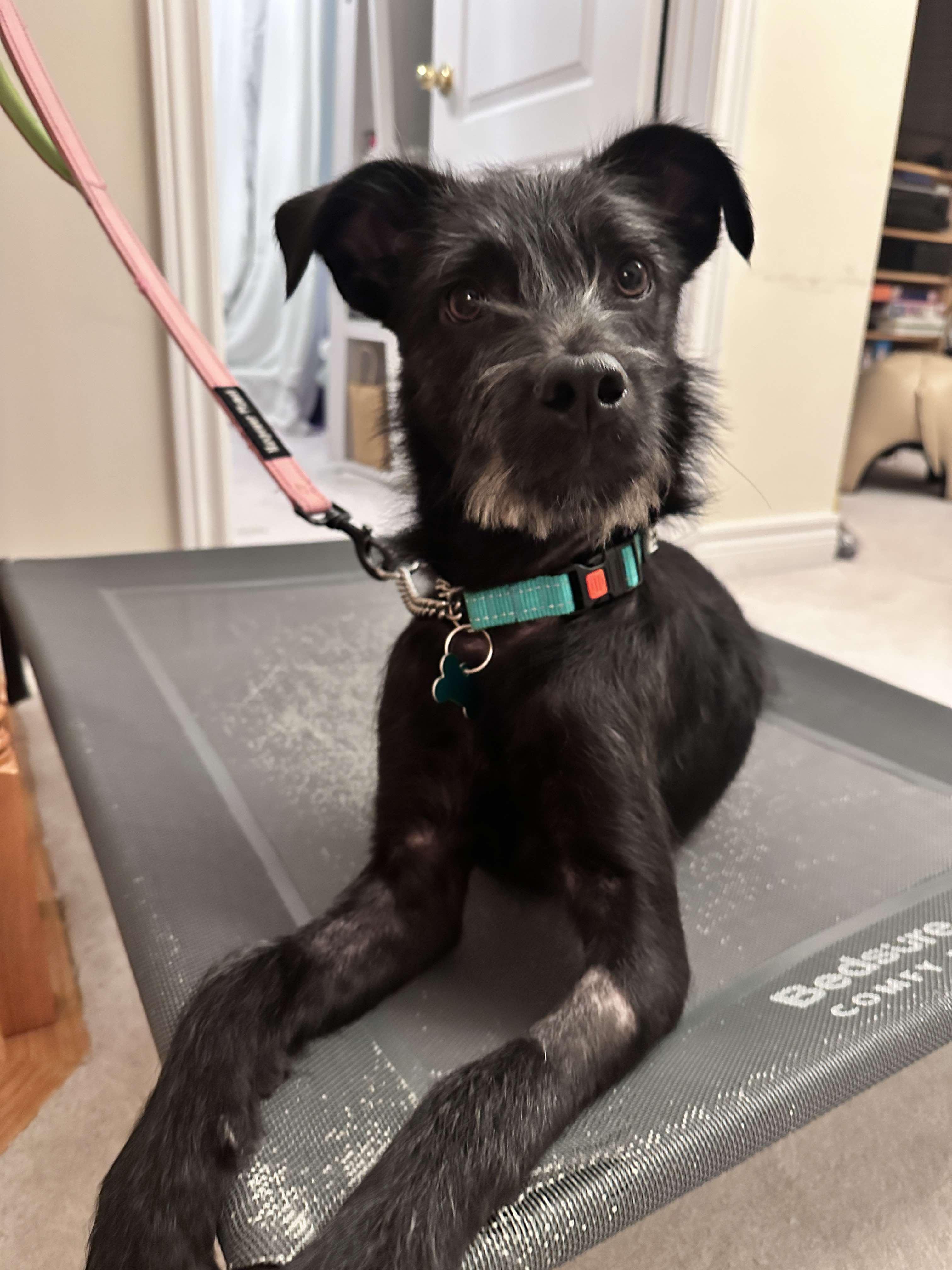 SIMON, Adopted, Young Male Mixed Breed.