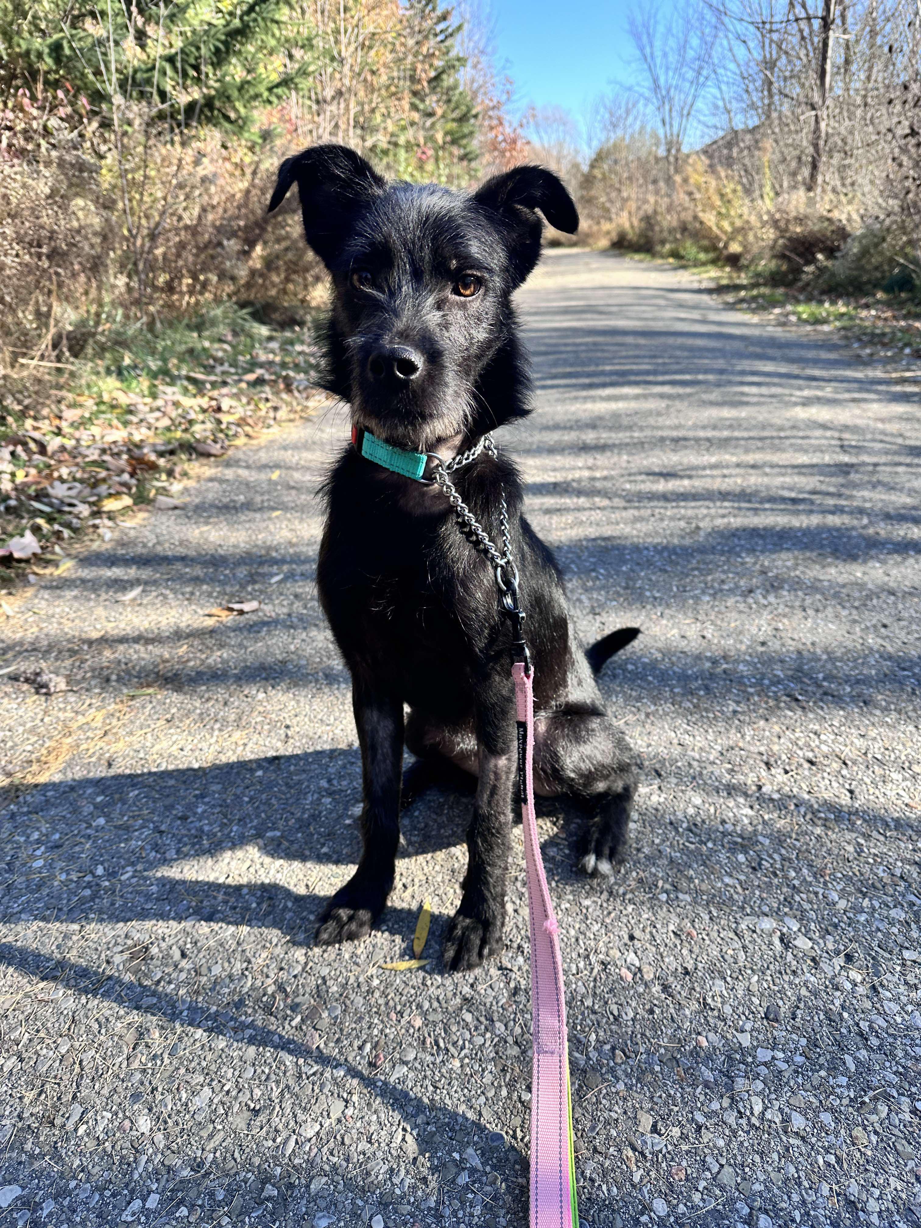 Enlarge SIMON, a Adopted Mixed Breed in Richmond Hill, ON image 2/3