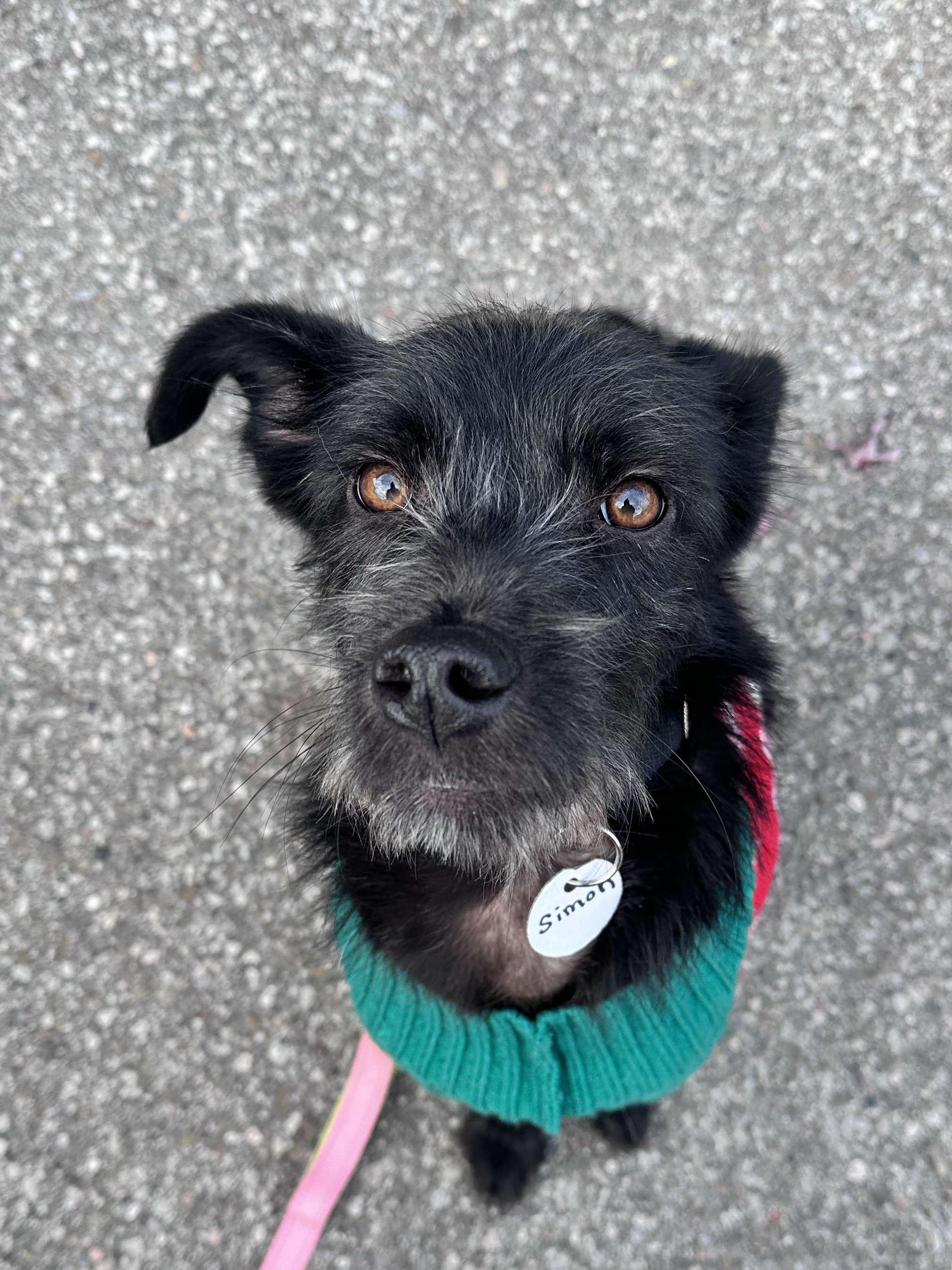 Enlarge SIMON, a Adopted Mixed Breed in Richmond Hill, ON image 3/3