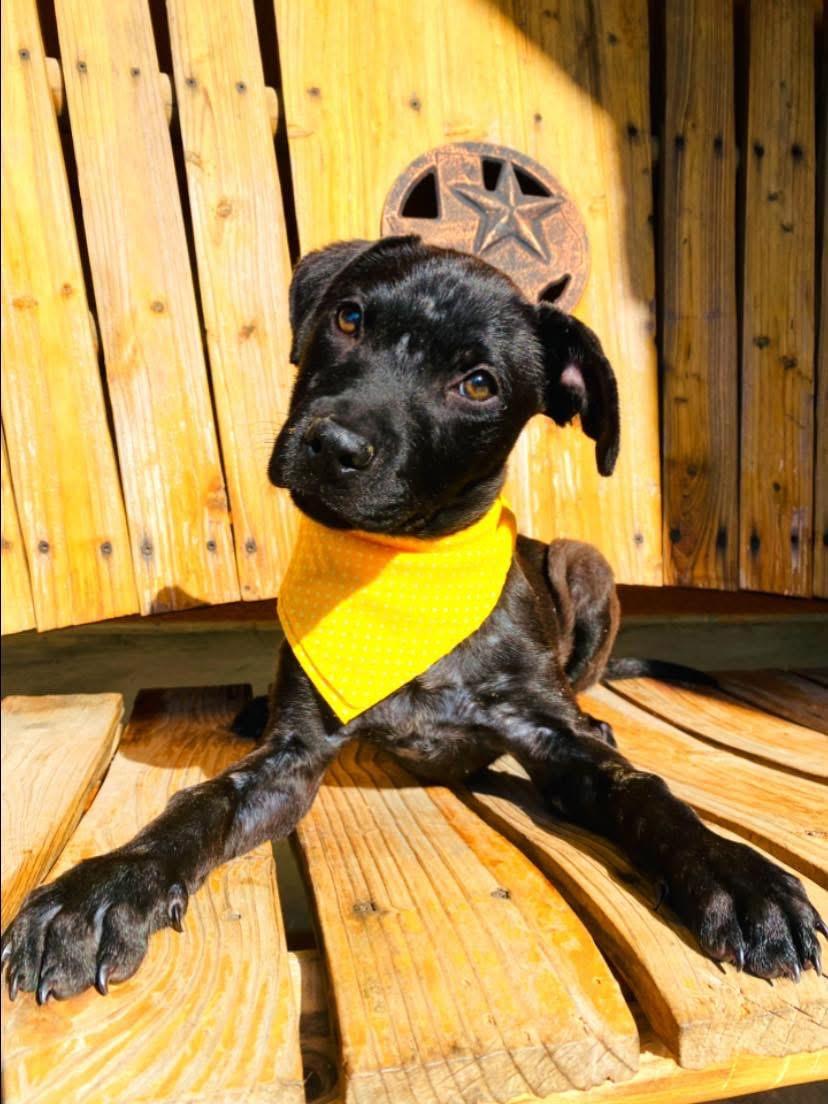 Baby Luna, an adoptable Labrador Retriever, Patterdale Terrier / Fell Terrier in Aberdeen, SD, 57401 | Photo Image 1