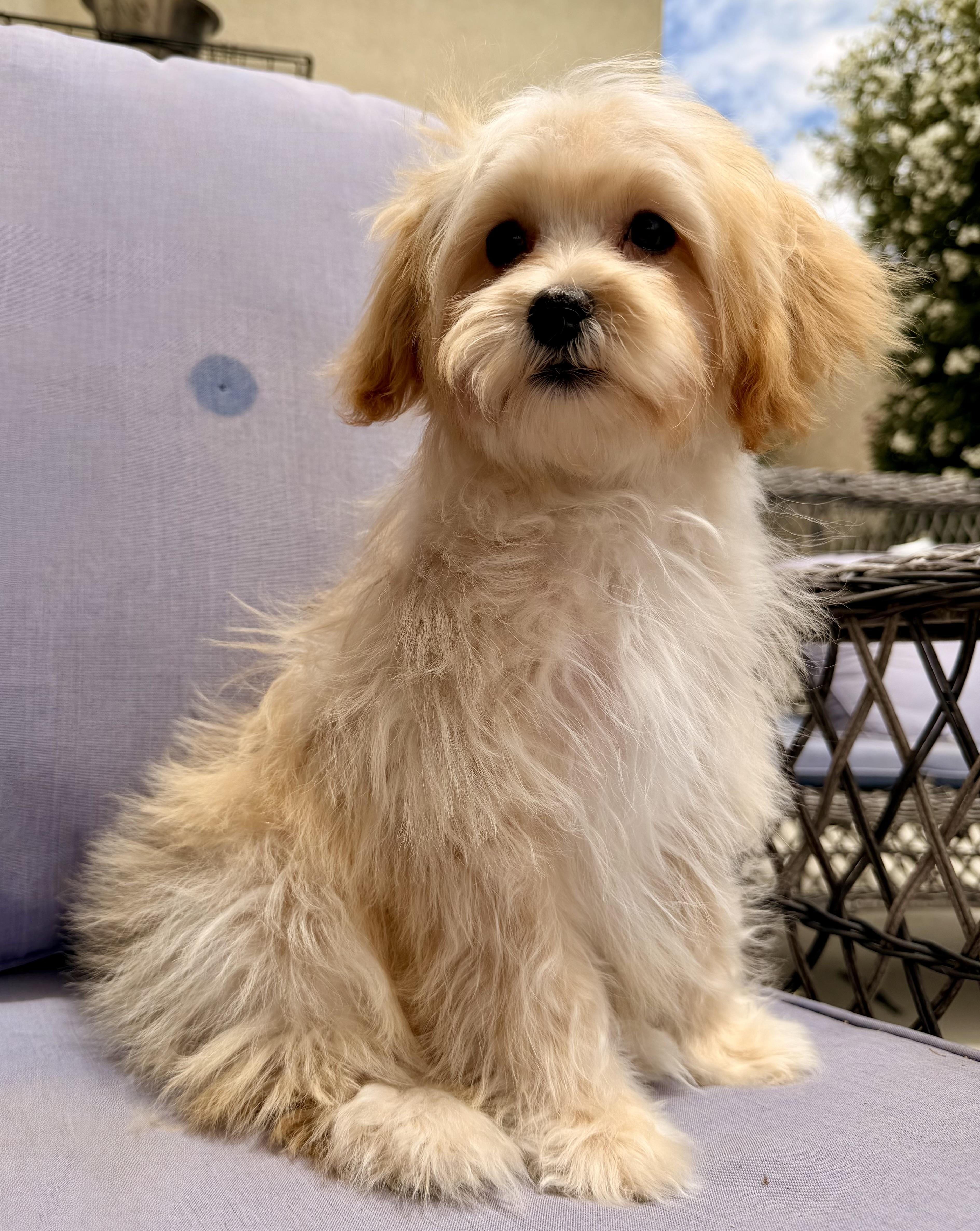 Rennie, a ADOPTABLE mixed breed in ontario, CA image 5/6