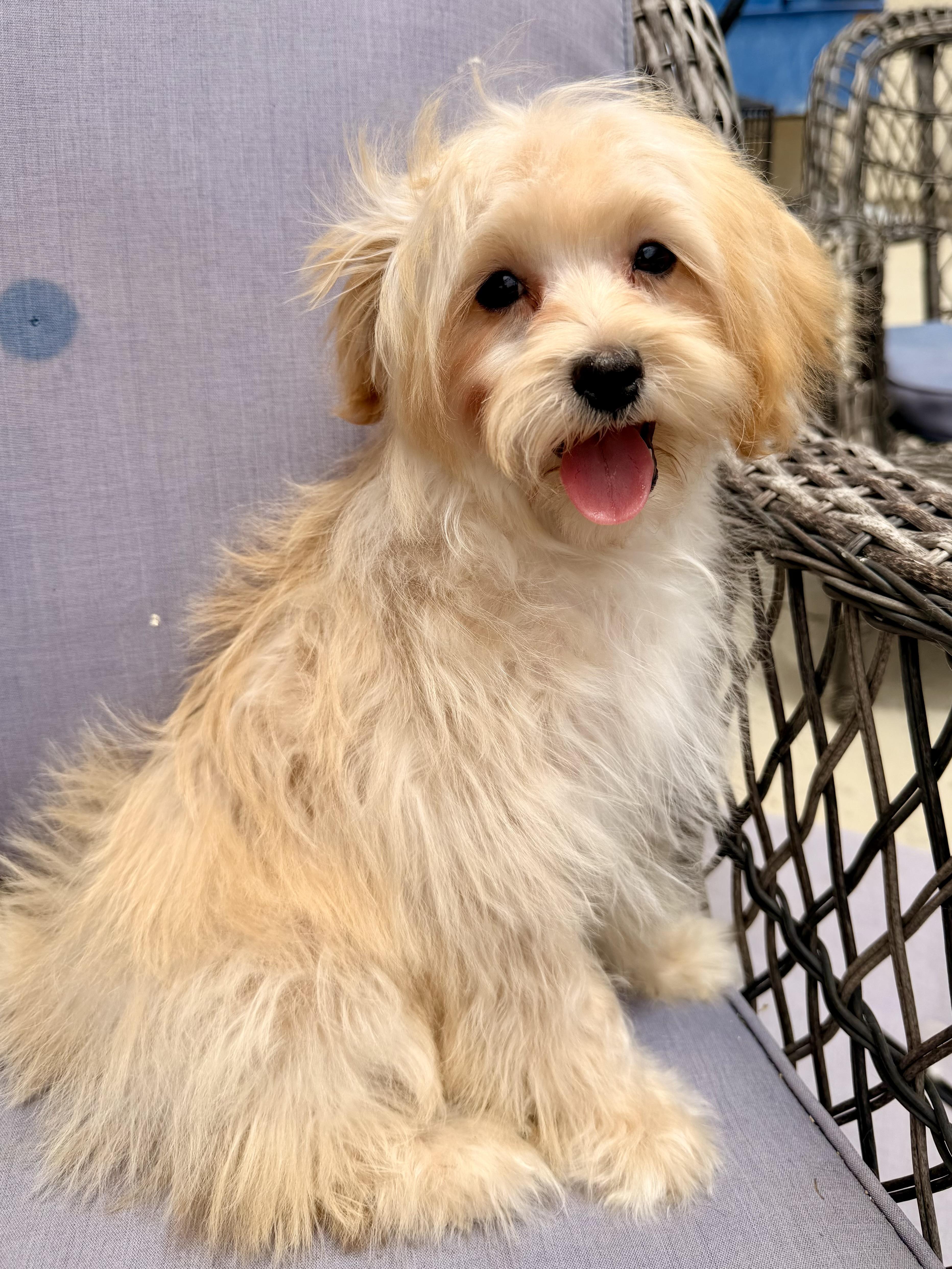 Rennie, a ADOPTABLE mixed breed in ontario, CA image 2/6