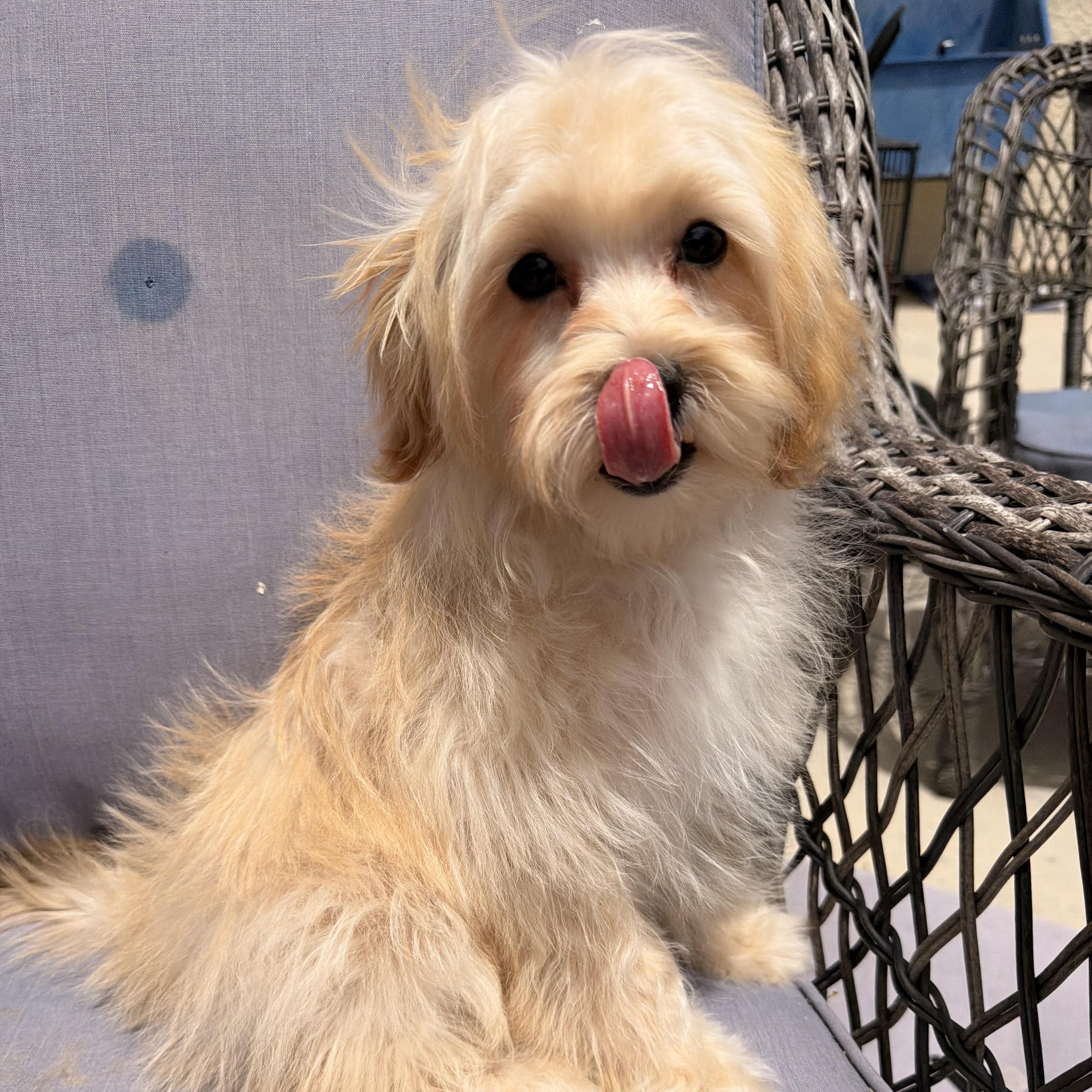 Rennie, a ADOPTABLE mixed breed in ontario, CA image 4/6